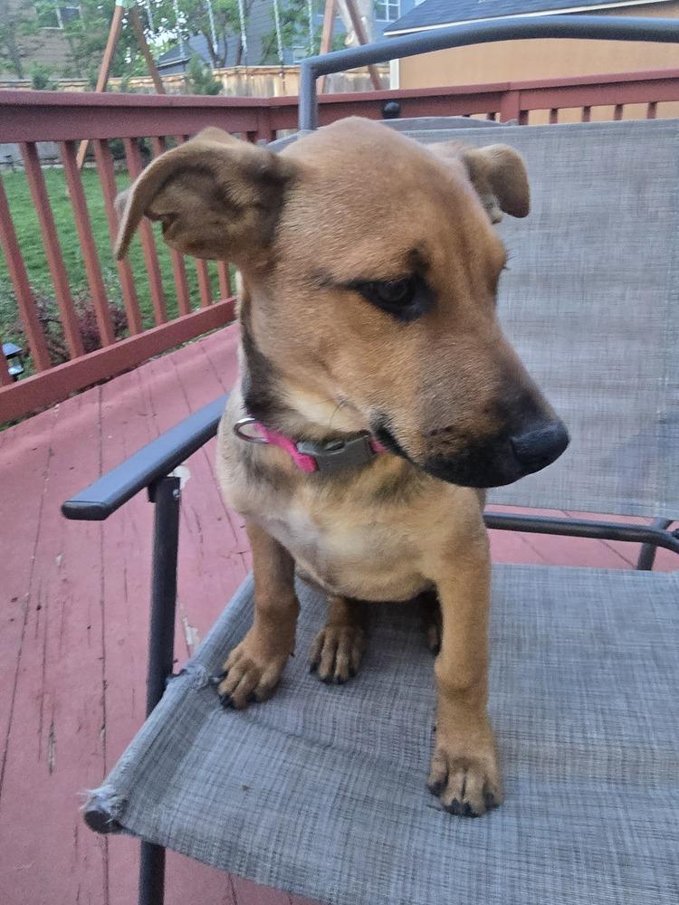 Lulu, a Adoptable mixed breed in Lafayette, CO image 3/6
