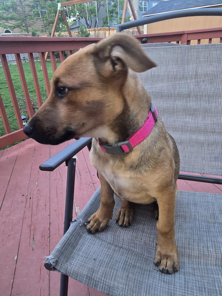 Lulu, a Adoptable mixed breed in Lafayette, CO image 4/6