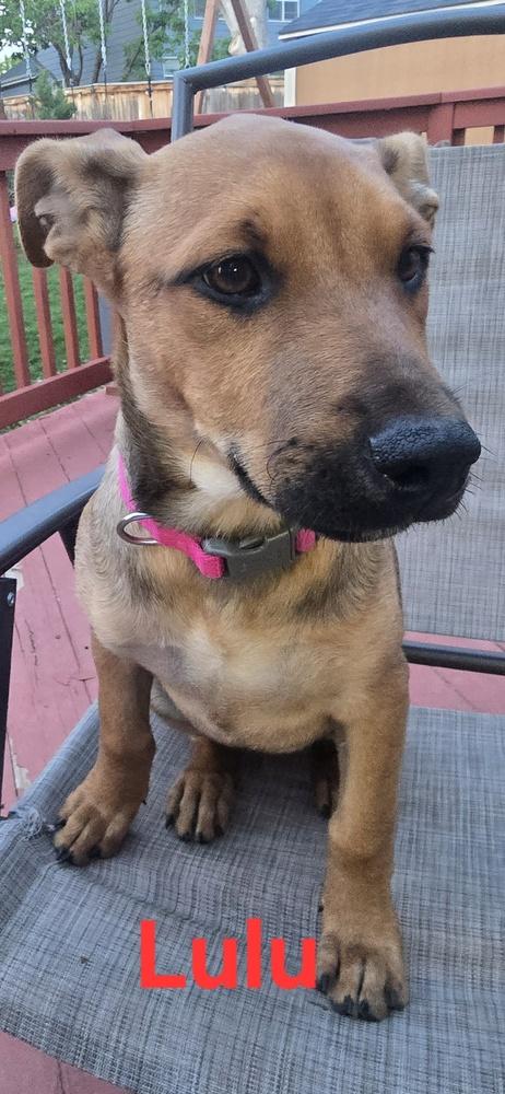 Lulu, a Adoptable mixed breed in Lafayette, CO image 5/6