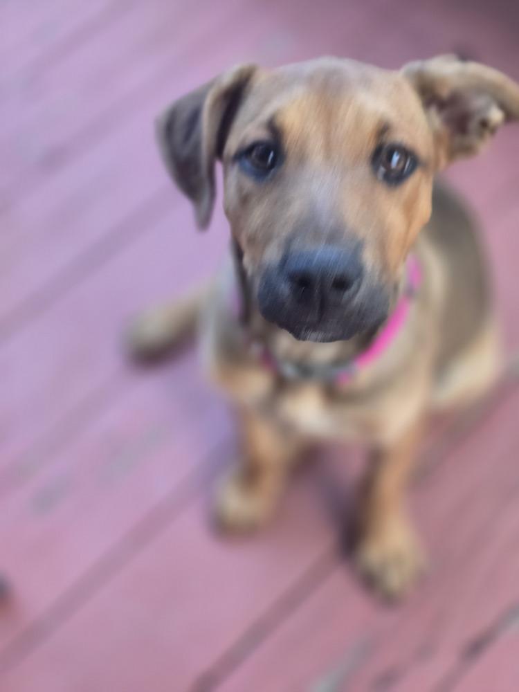 Lulu, a Adoptable mixed breed in Lafayette, CO image 6/6