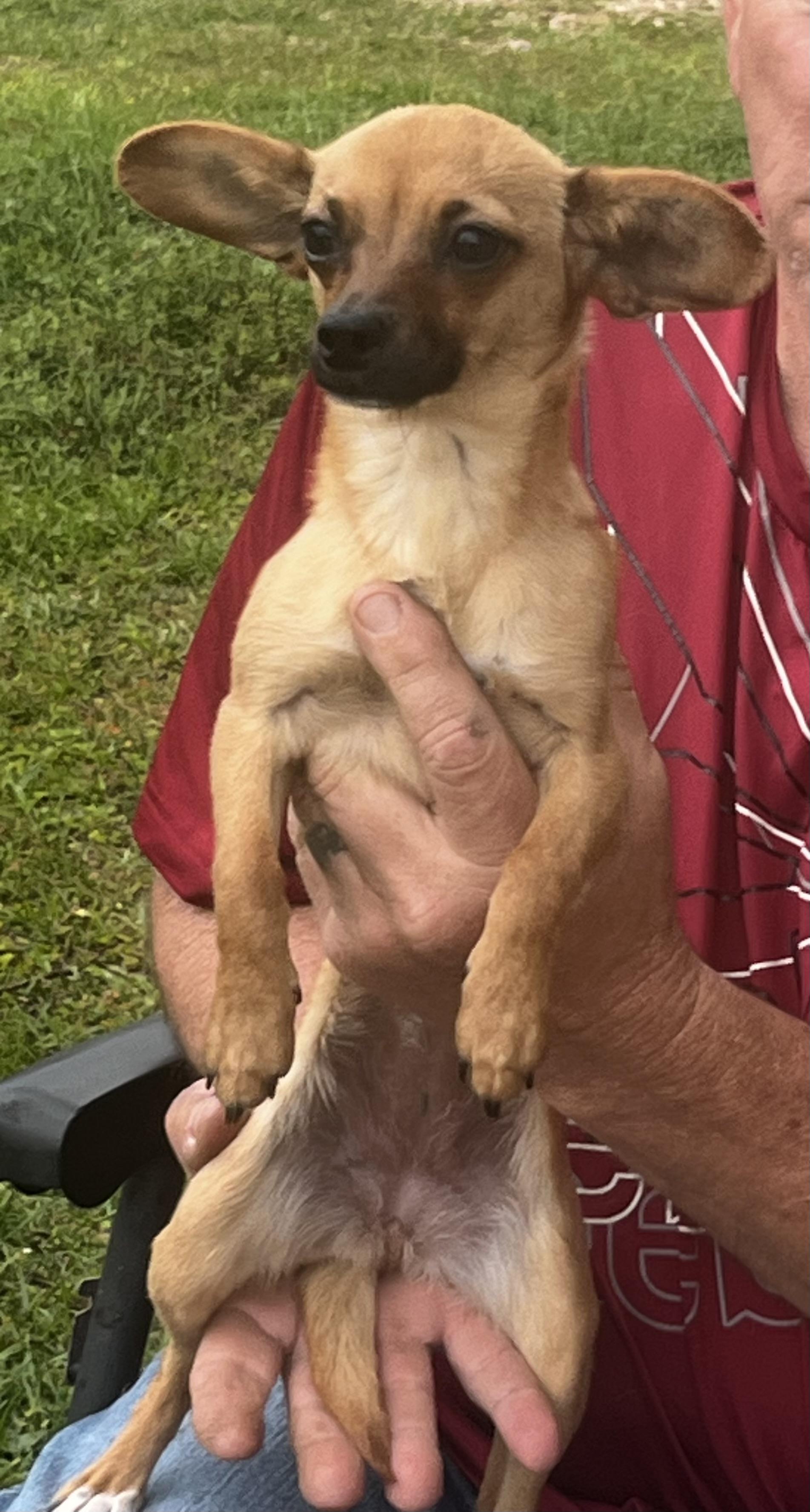 Enlarge Tink, an adopted mixed breed in Mobile, AL image 1/1