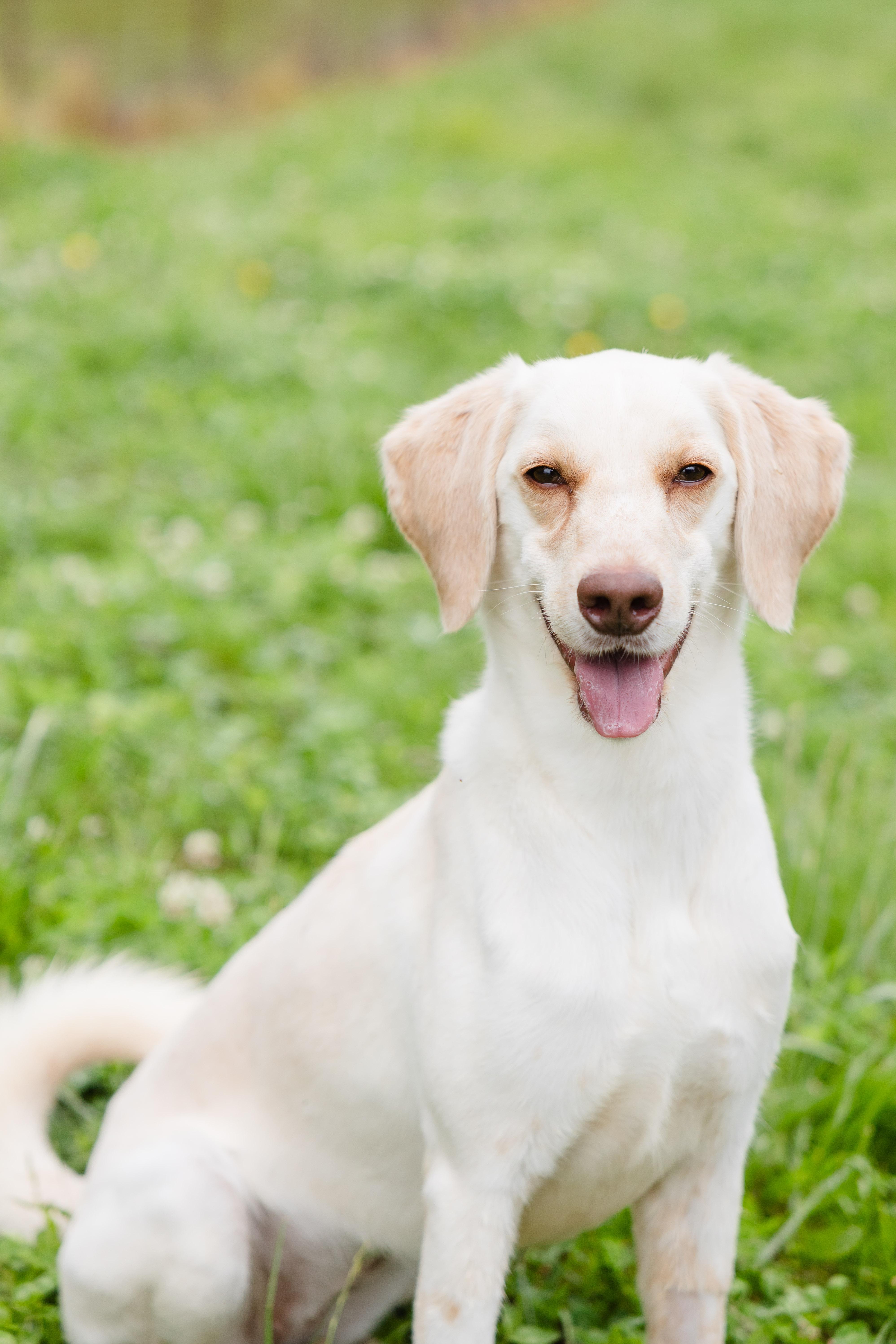 Coco, Young Female Golden Retriever