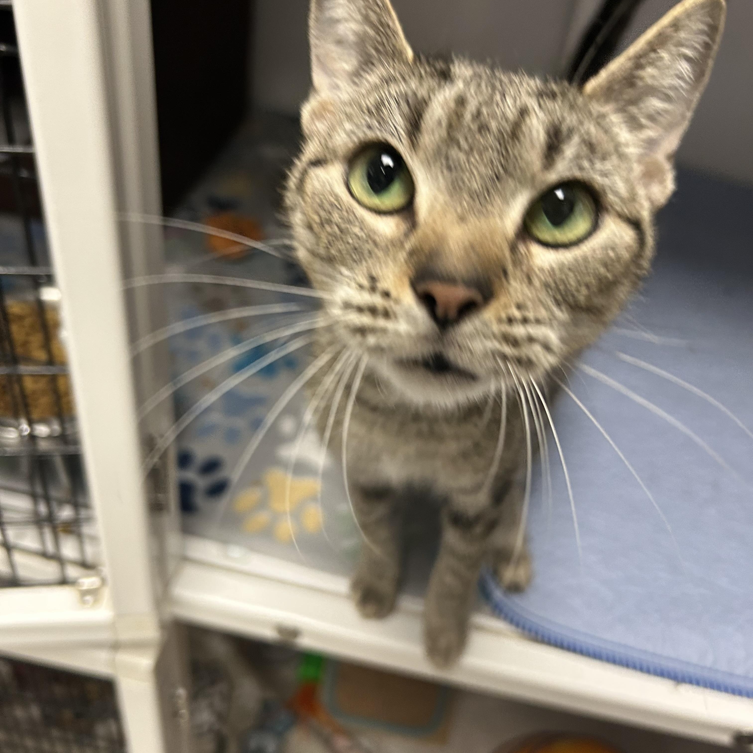 Enlarge Madelyn, a ADOPTABLE Domestic Short Hair in White Oak, PA image 3/5