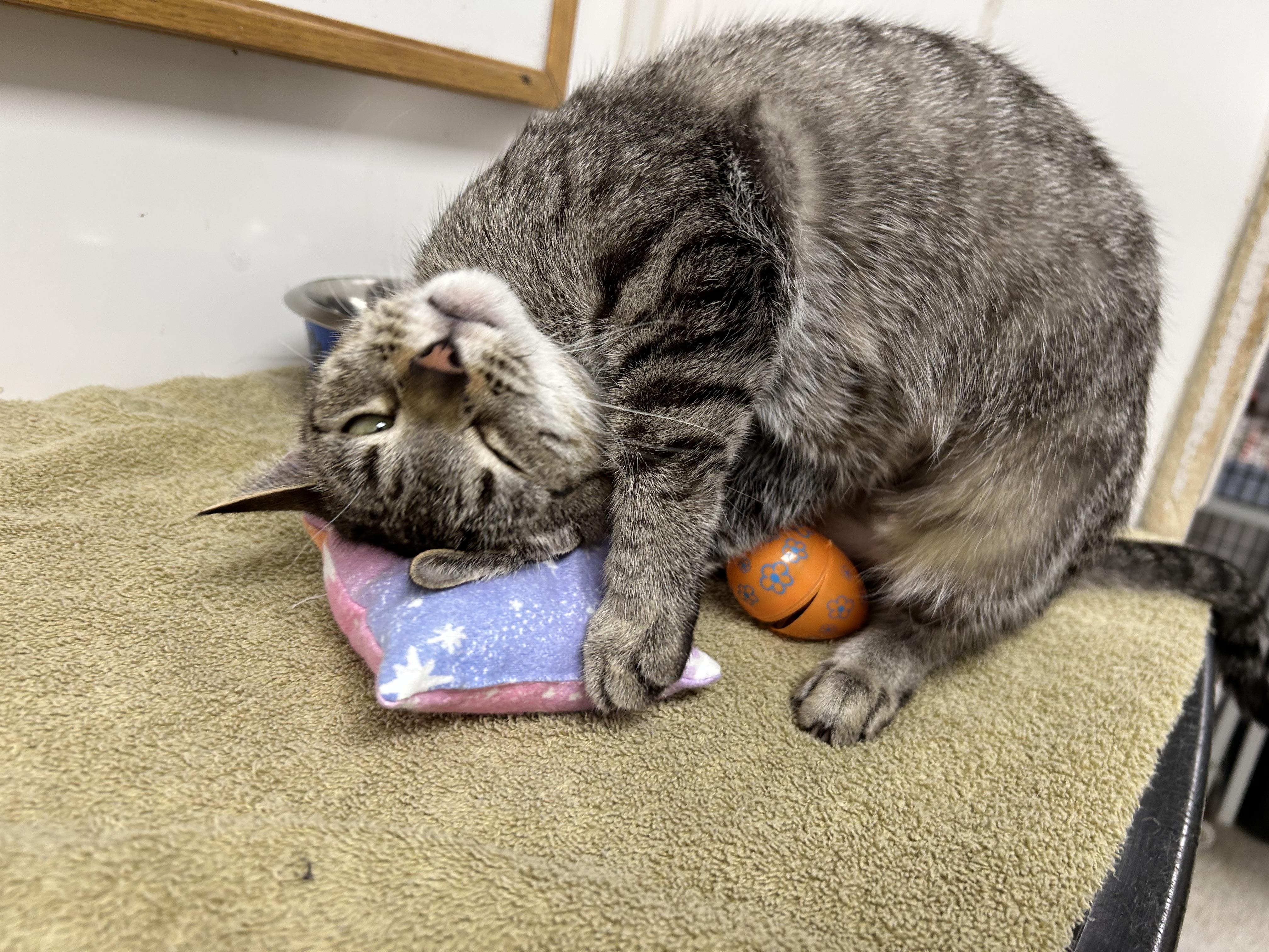 Enlarge Madelyn, a ADOPTABLE Domestic Short Hair in White Oak, PA image 2/5