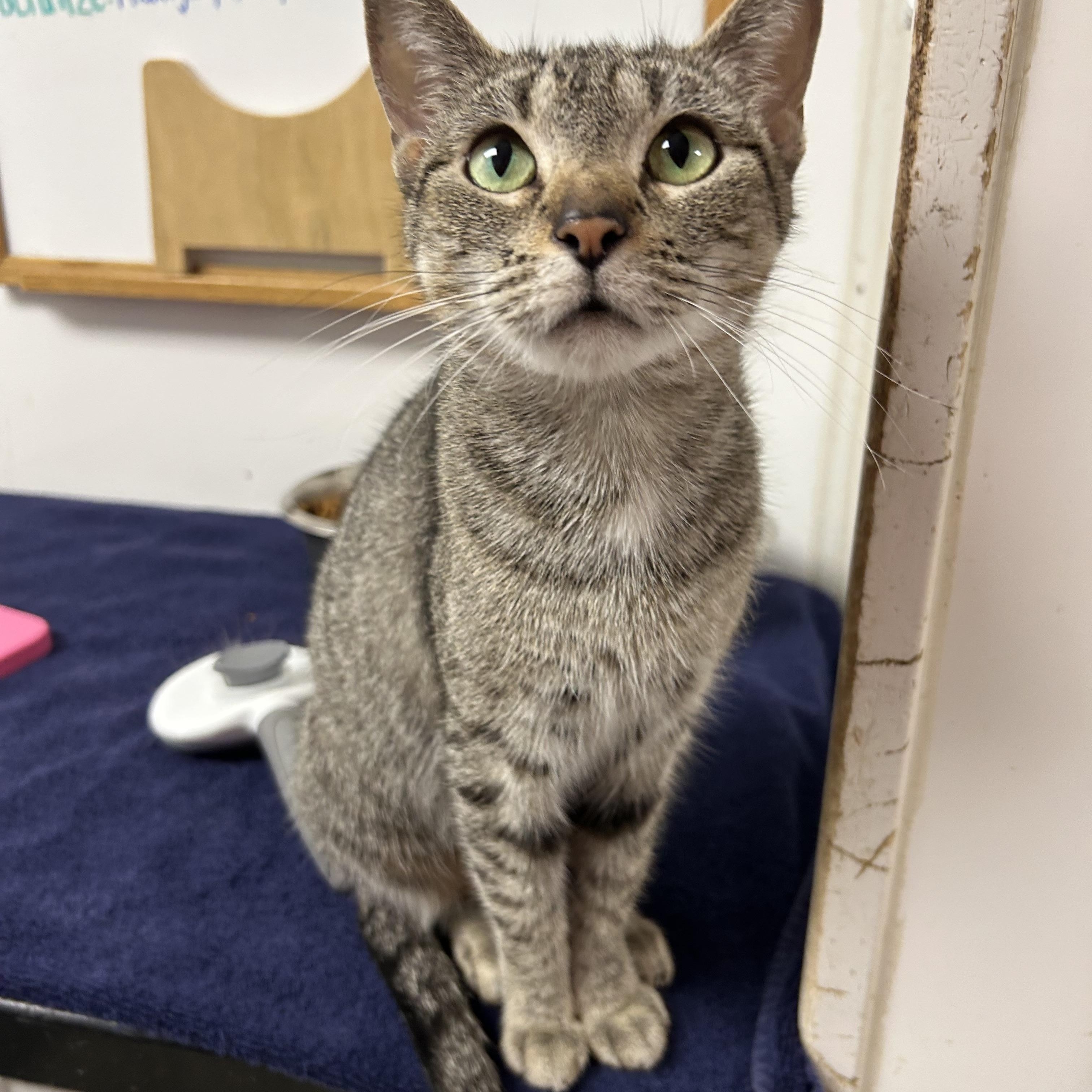 Enlarge Madelyn, a ADOPTABLE Domestic Short Hair in White Oak, PA image 5/5