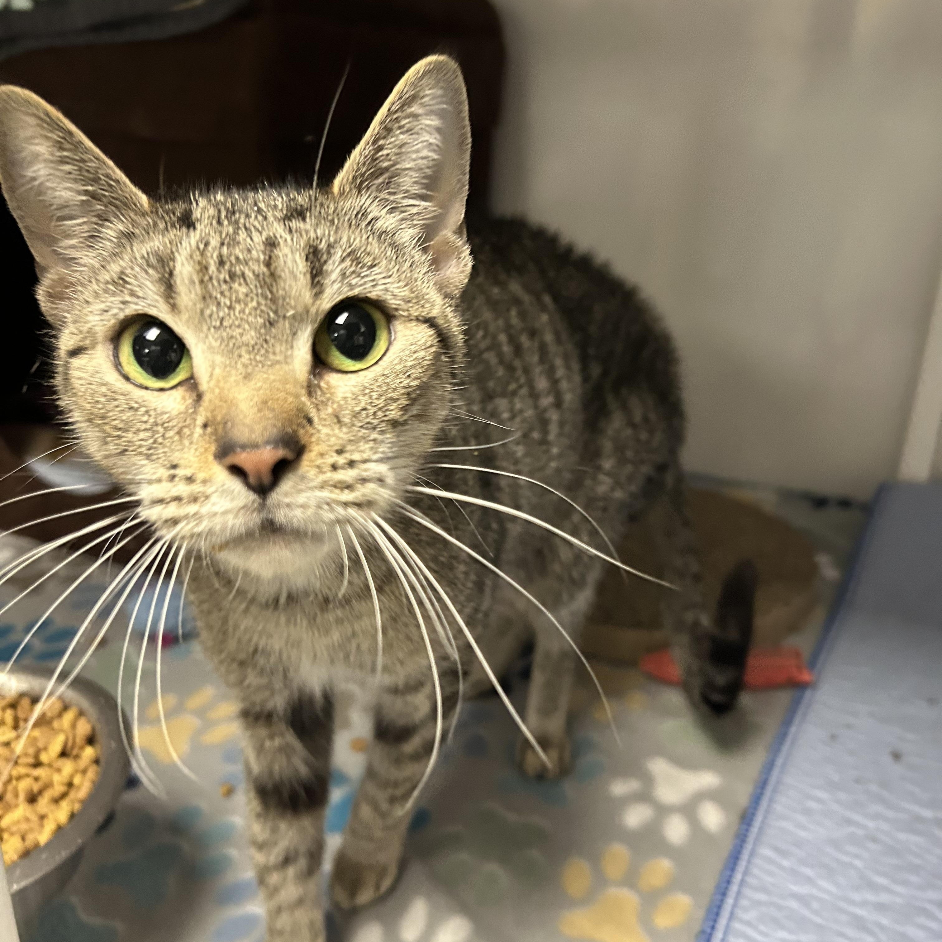 Enlarge Madelyn, a ADOPTABLE Domestic Short Hair in White Oak, PA image 4/5