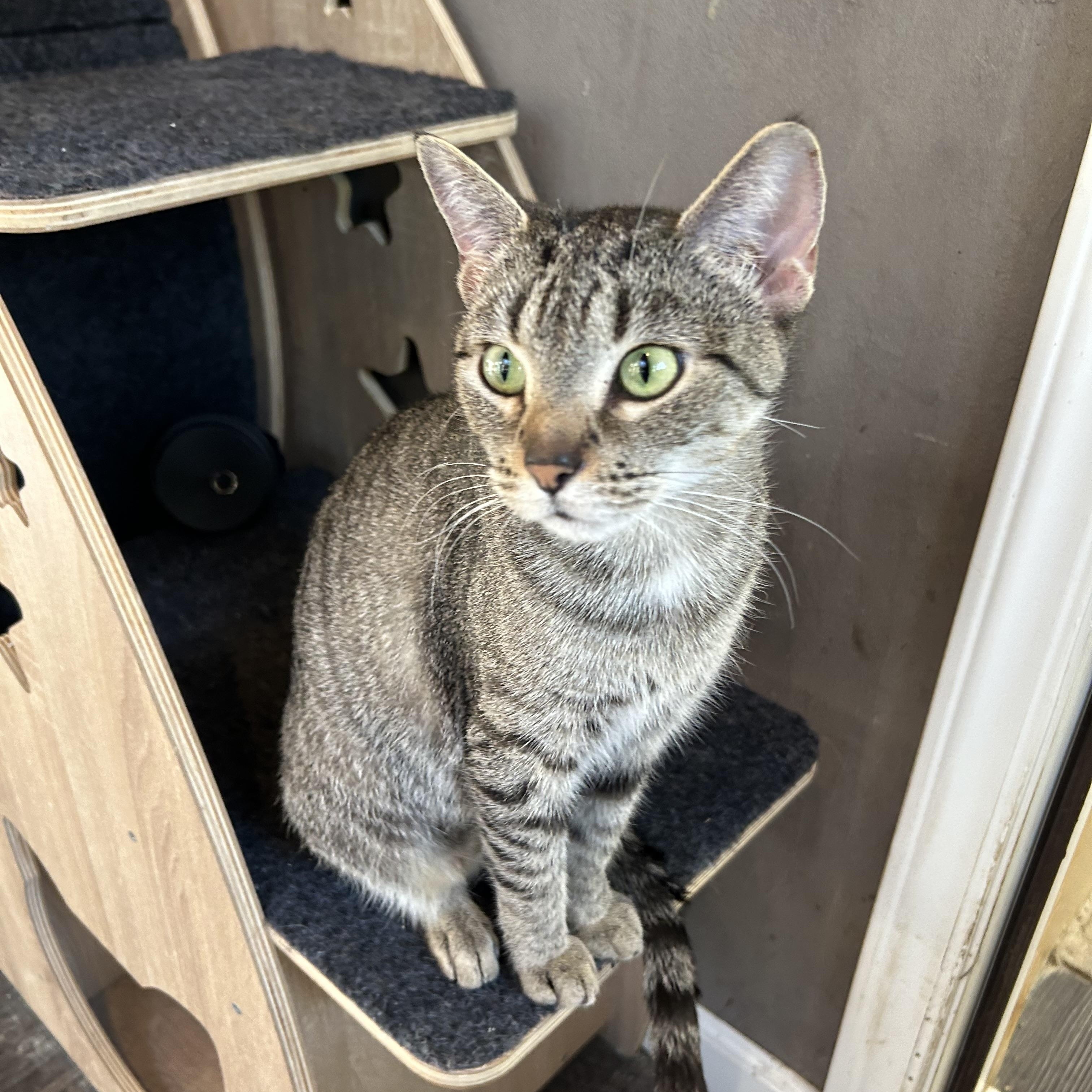 Enlarge Madelyn, a ADOPTABLE Domestic Short Hair in White Oak, PA image 1/5