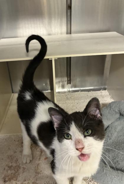 Enlarge $00 Meowdy Moo, a Adoptable mixed breed in Picayune, MS image 1/2