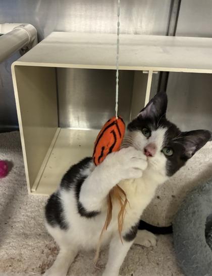 Enlarge $00 Meowdy Moo, a Adoptable mixed breed in Picayune, MS image 2/2