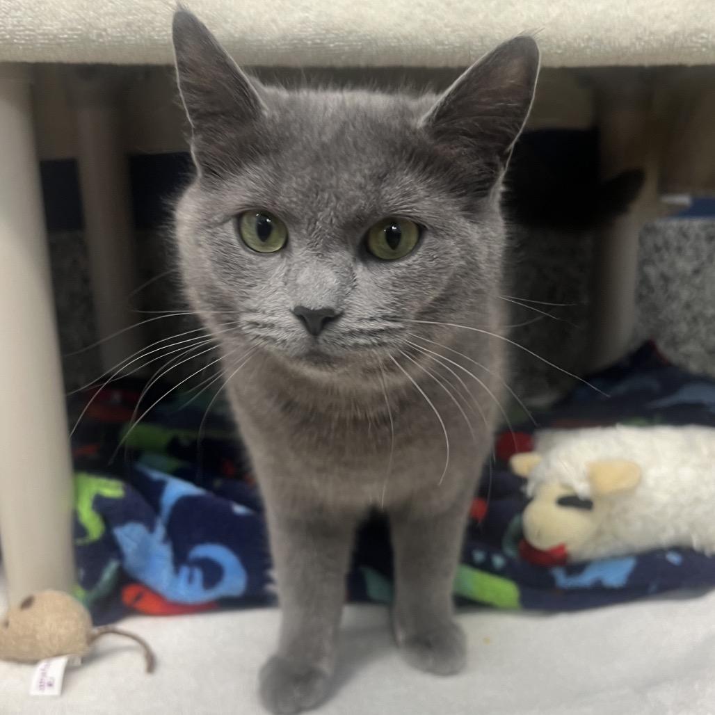 Tinker, Adoptable, Adult Female Domestic Short Hair.