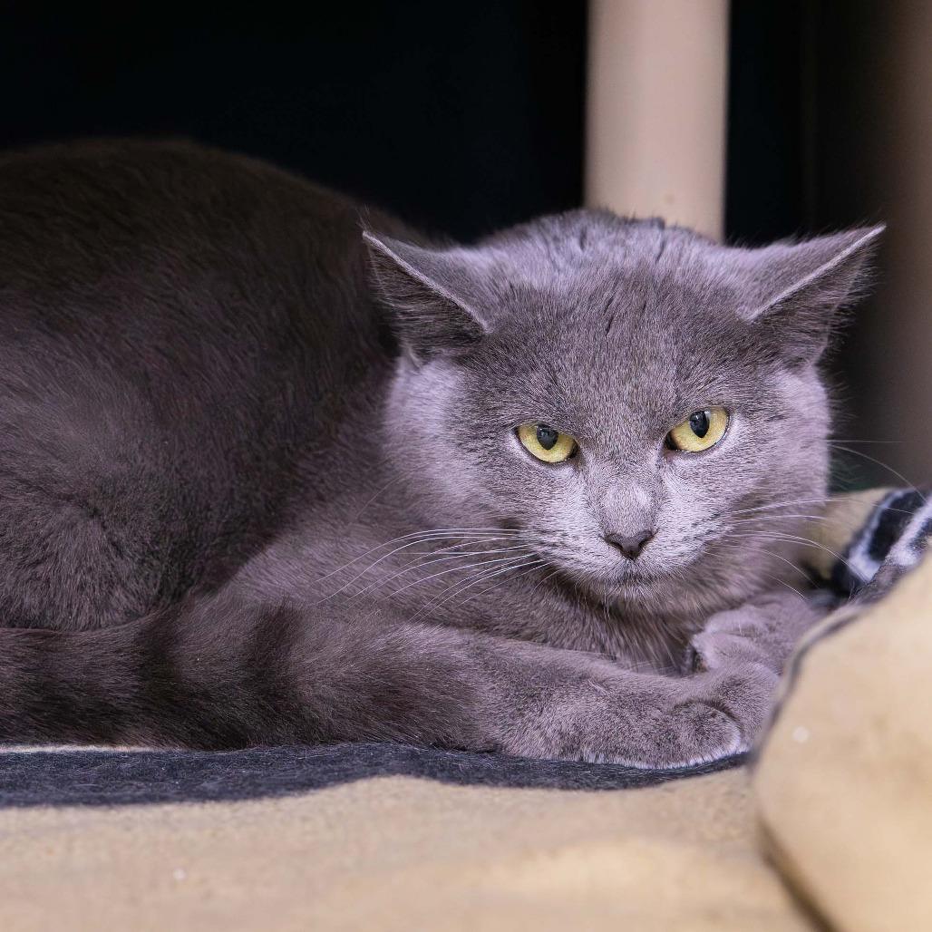 Enlarge Tinker, a Adoptable Domestic Short Hair in Mentor, OH image 2/2