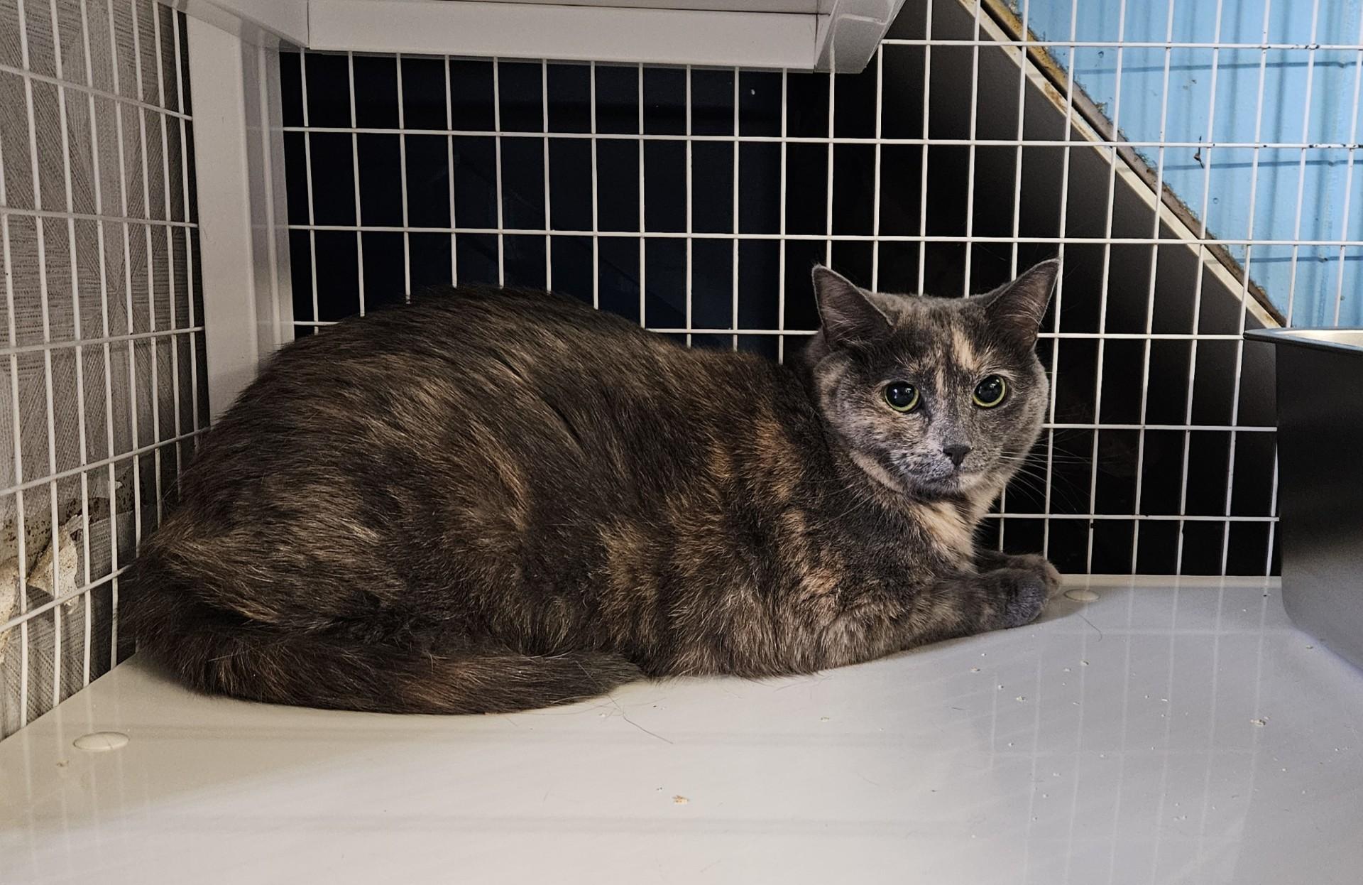 Pooh Bear, ADOPTABLE, Adult Female Domestic Short Hair.