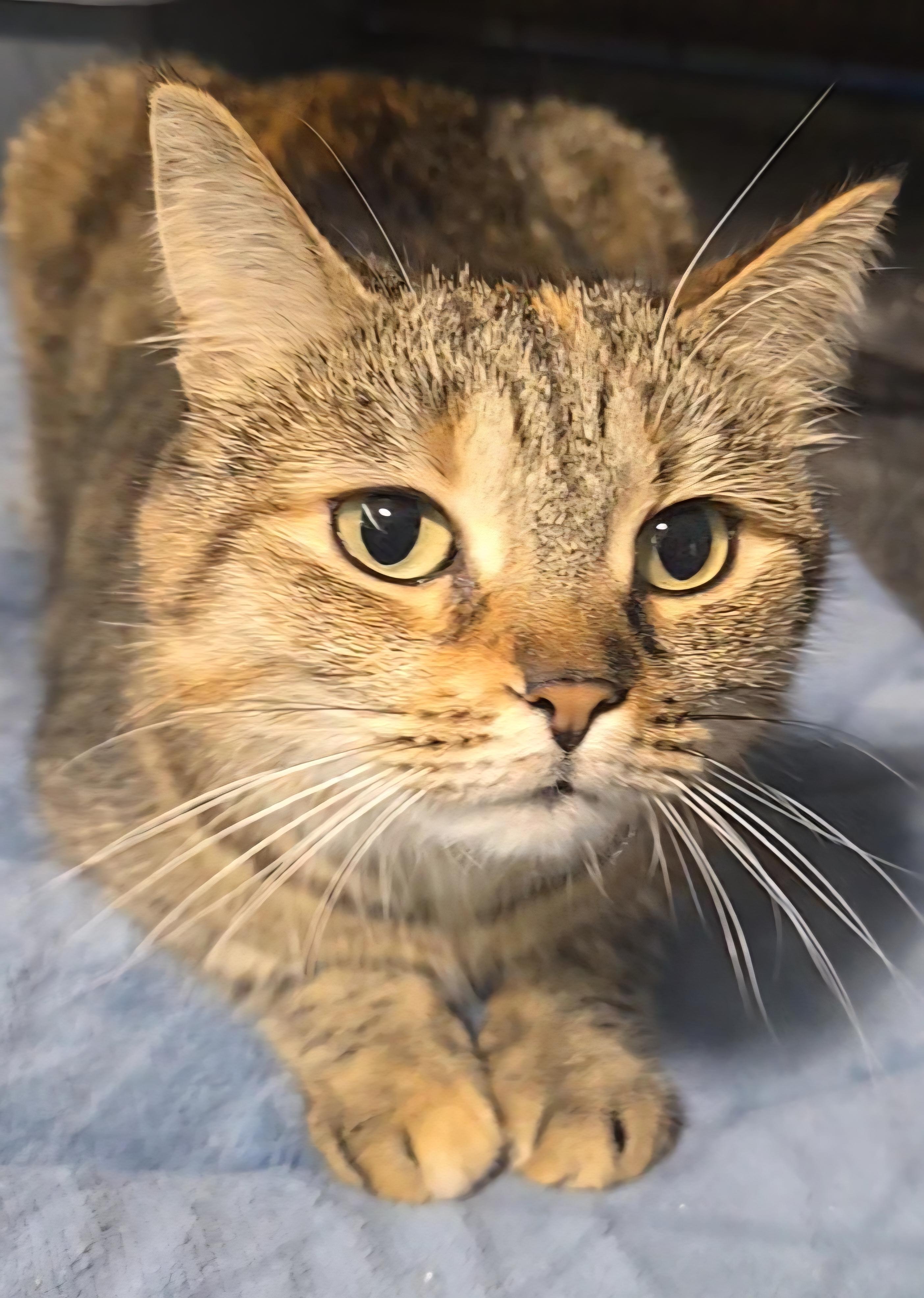 Rosie, a ADOPTABLE Domestic Short Hair in Stevensville, ON image 2/2