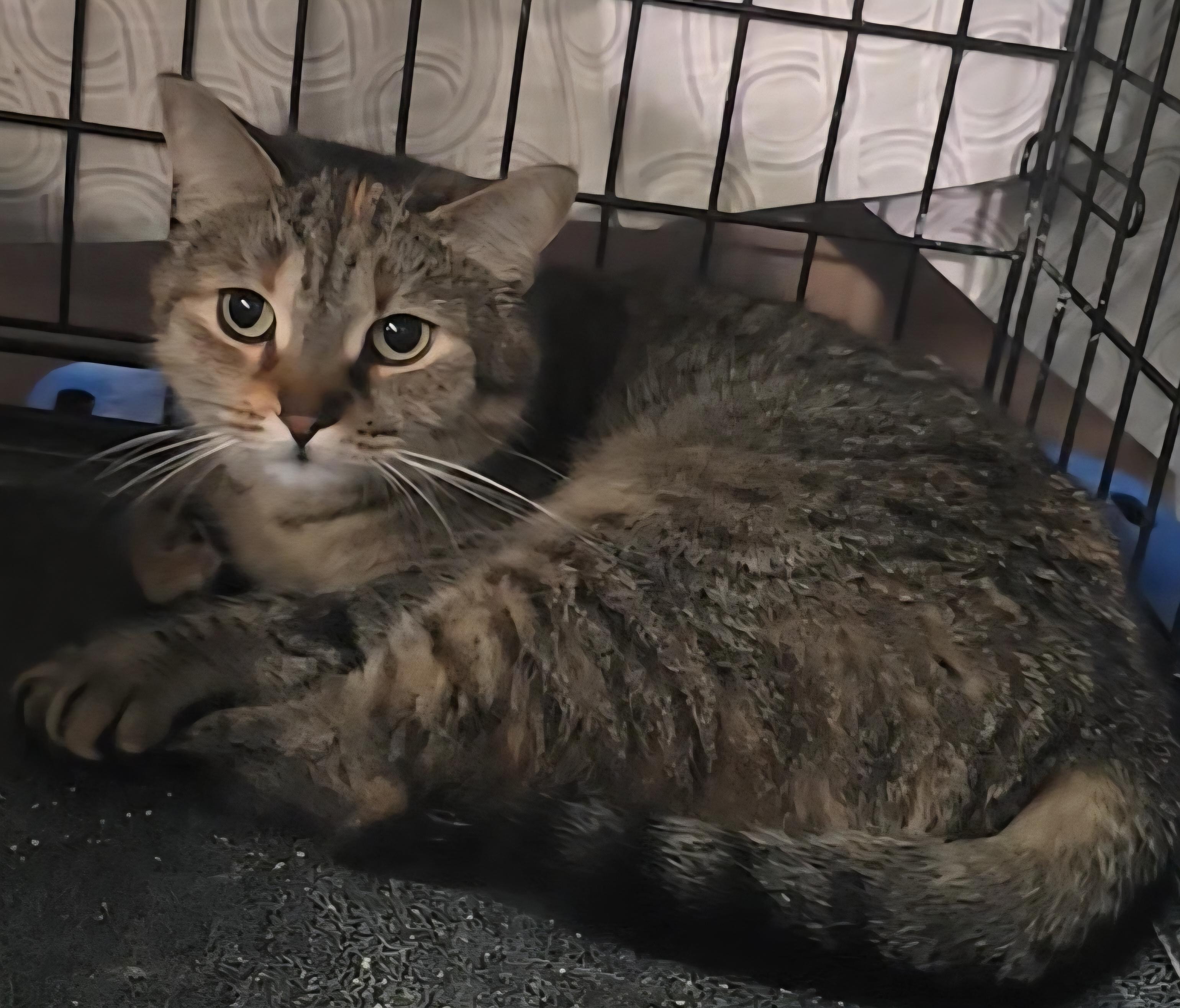 Rosie, a ADOPTABLE Domestic Short Hair in Stevensville, ON image 1/2