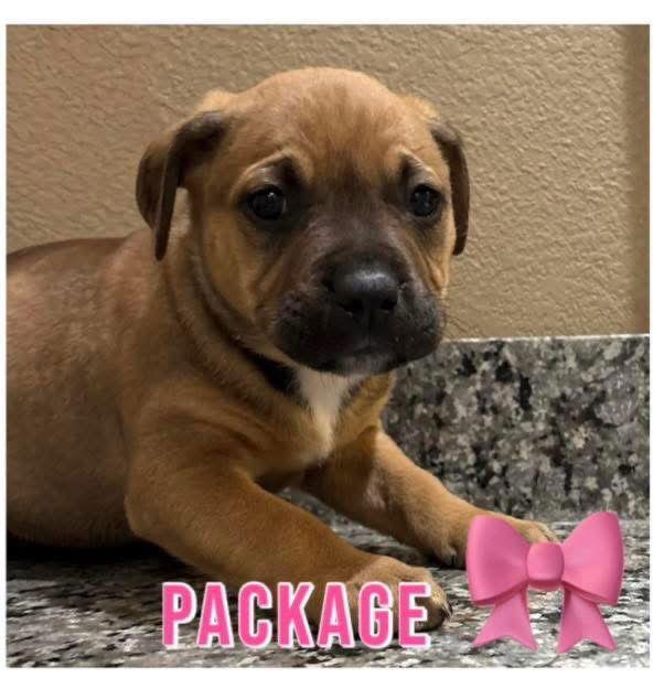 Enlarge Package, a Adopted mixed breed in Union Beach, NJ image 1/1