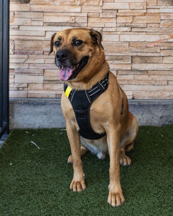 Viking, a Adoptable mixed breed in Las Vegas, NV image 1/8