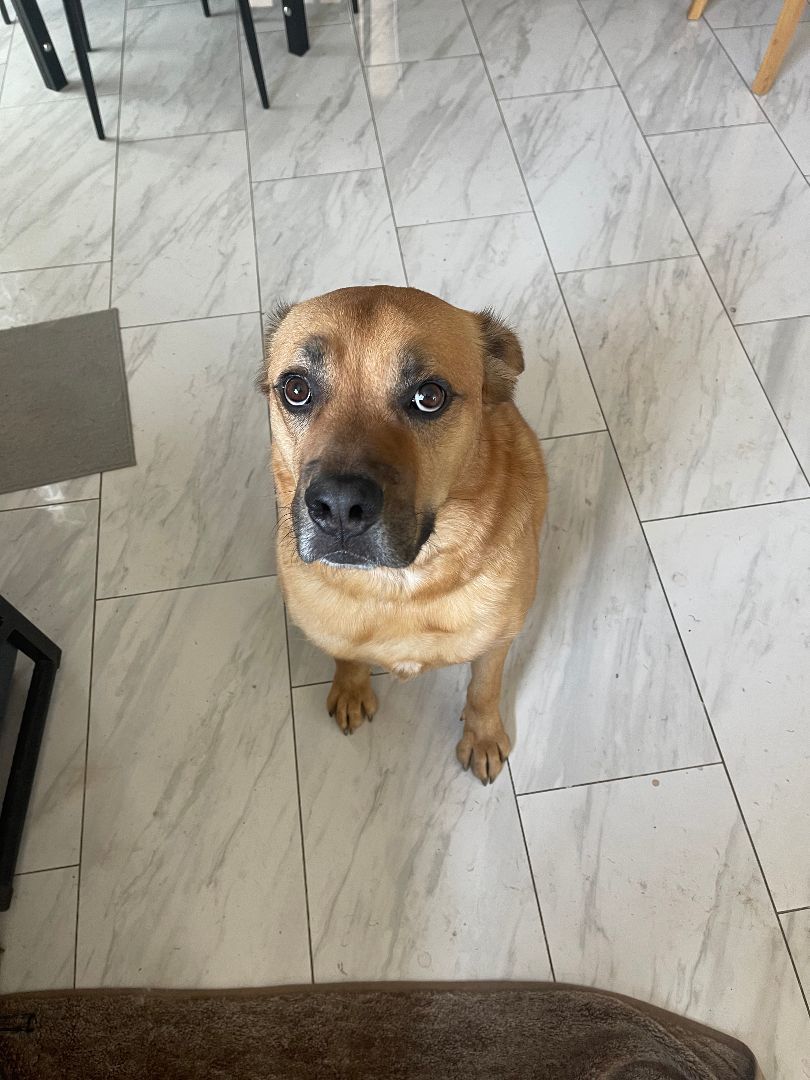 Viking, a Adoptable mixed breed in Las Vegas, NV image 2/8