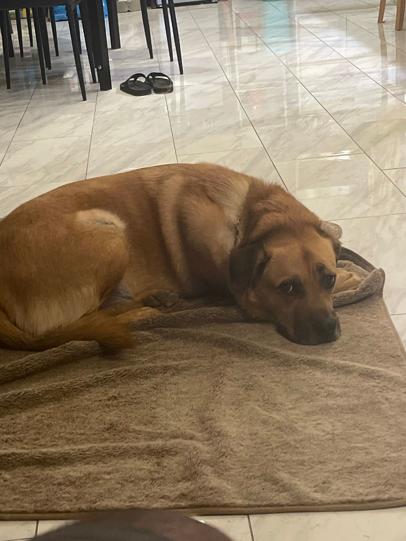 Viking, a Adoptable mixed breed in Las Vegas, NV image 3/8