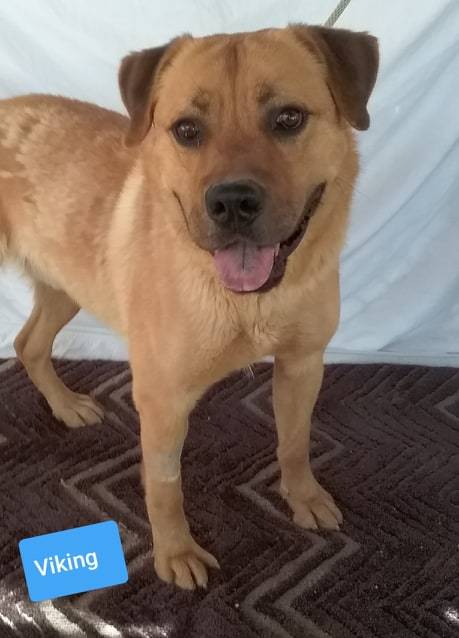 Viking, a Adoptable mixed breed in Las Vegas, NV image 4/8