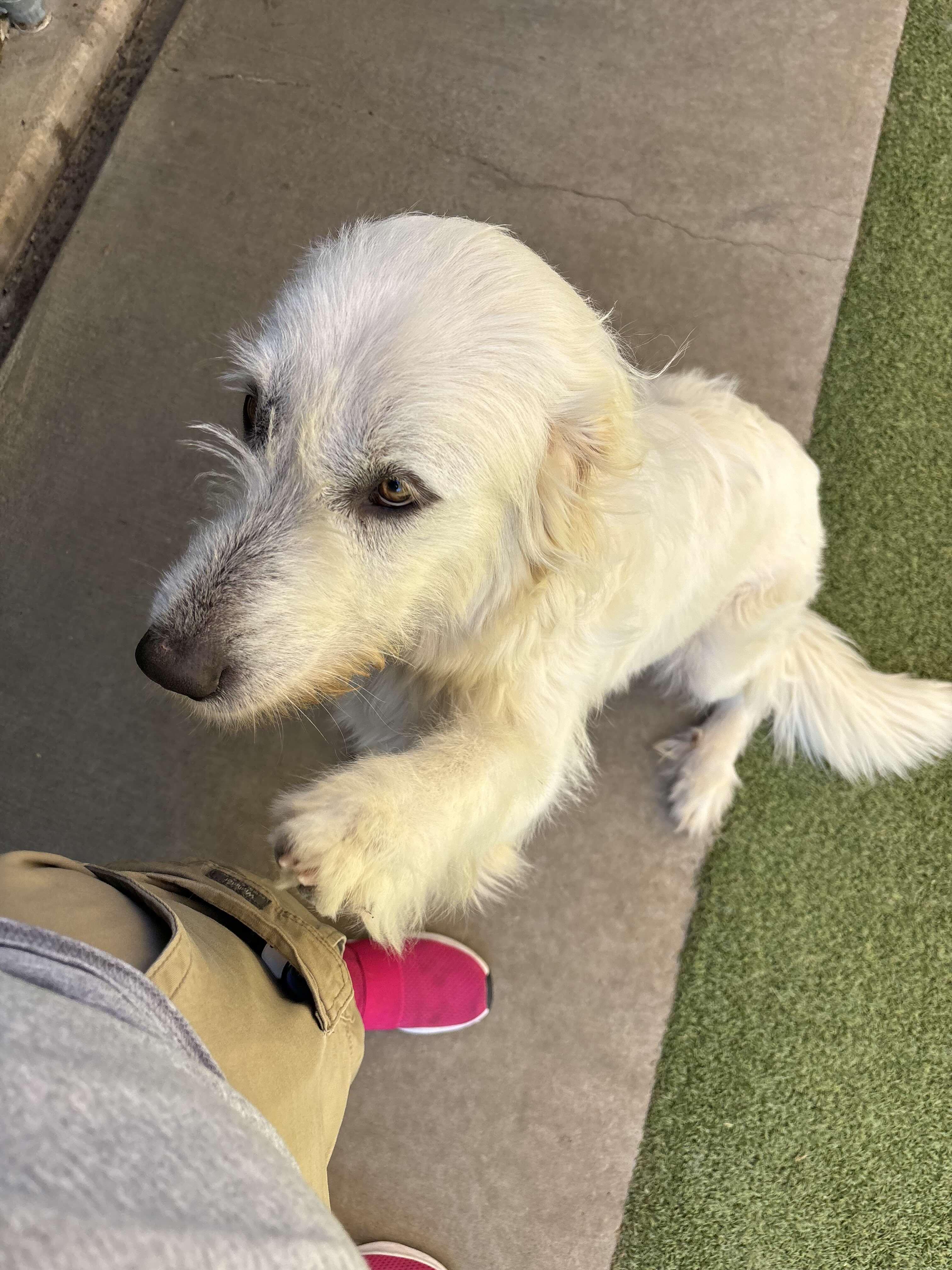 Meadow DFW, Adoptable, Young Female Great Pyrenees.