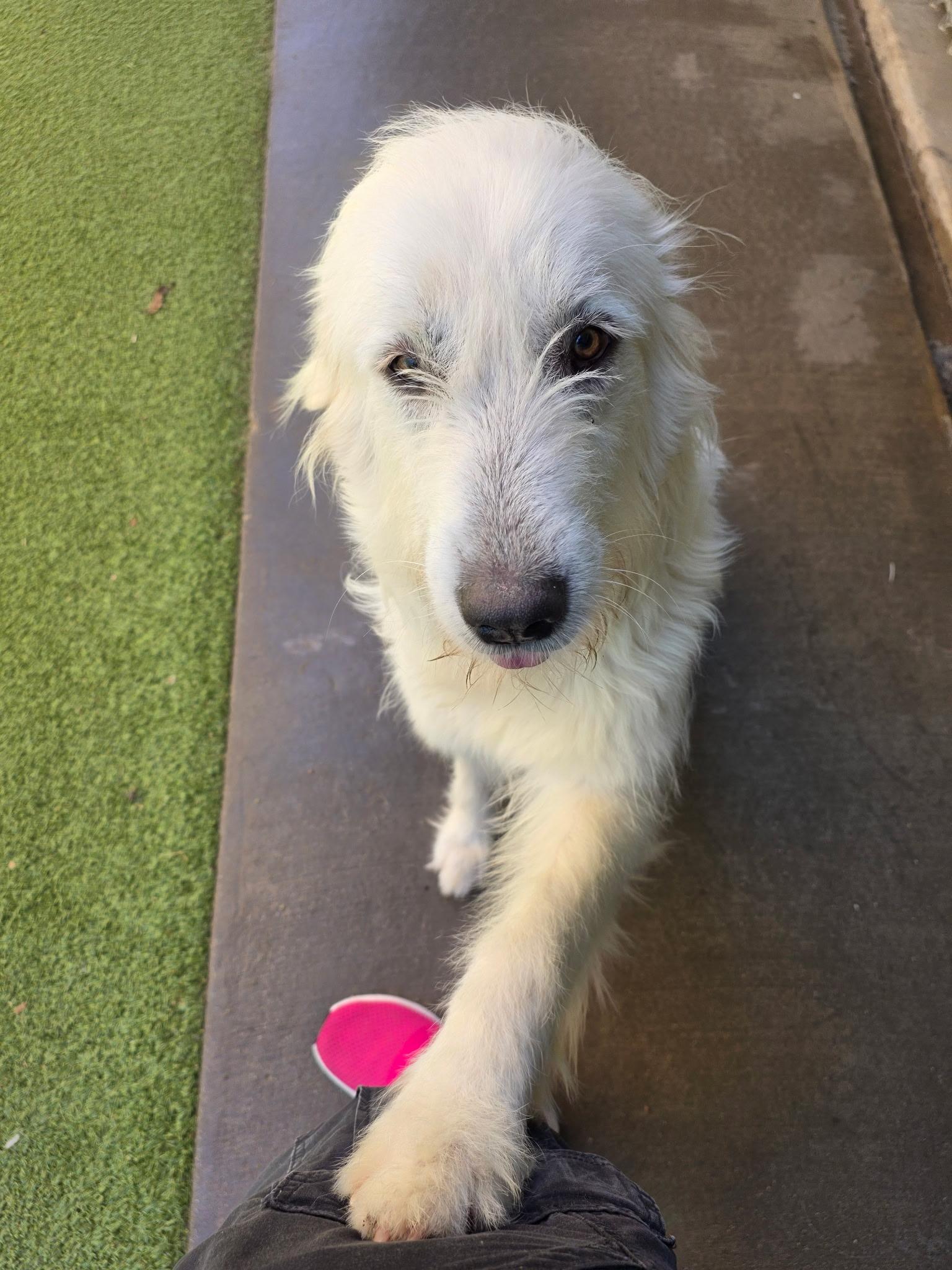 Enlarge Meadow DFW, a Adoptable mixed breed in Quinlan, TX image 2/6