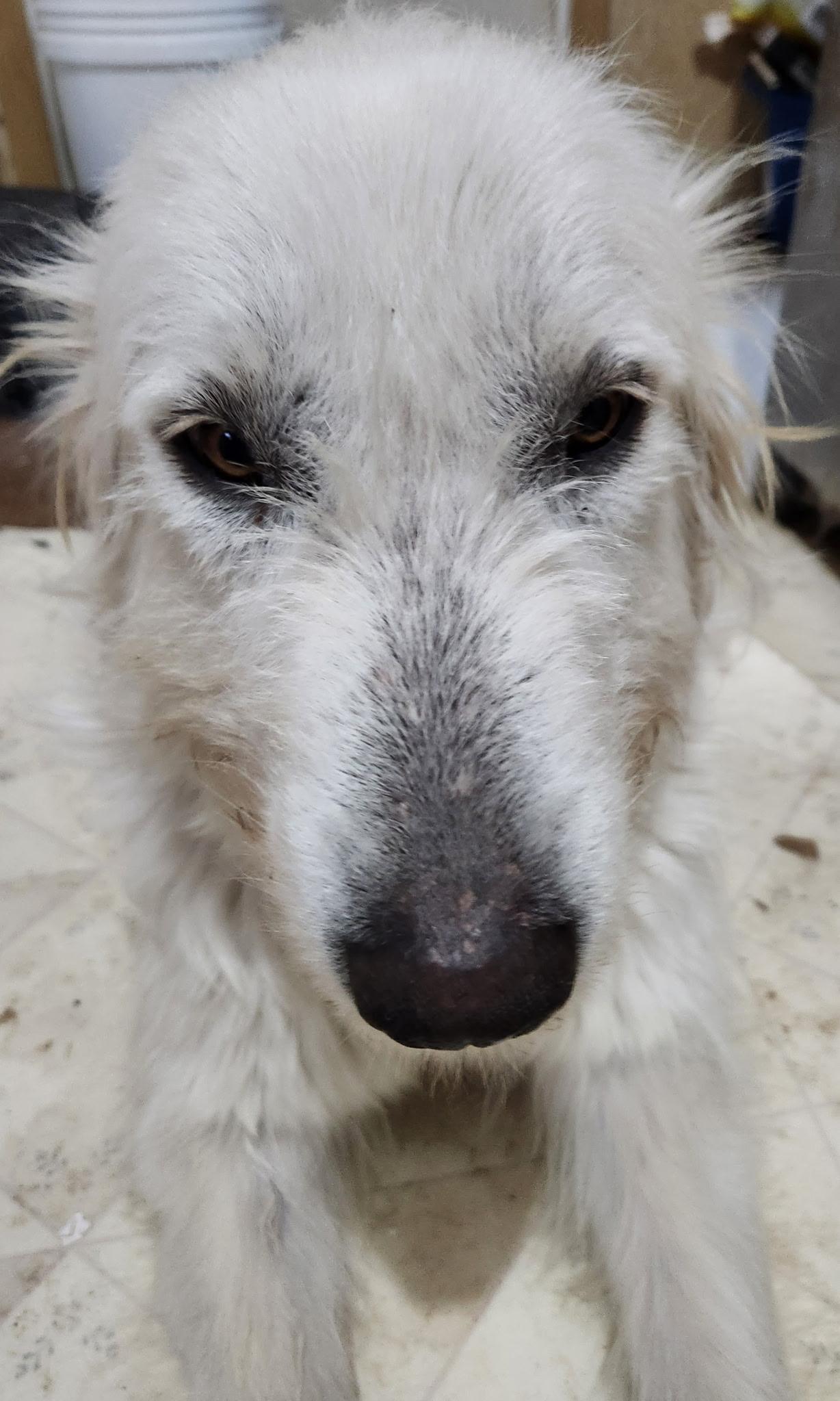 Enlarge Meadow DFW, a Adoptable mixed breed in Quinlan, TX image 3/6