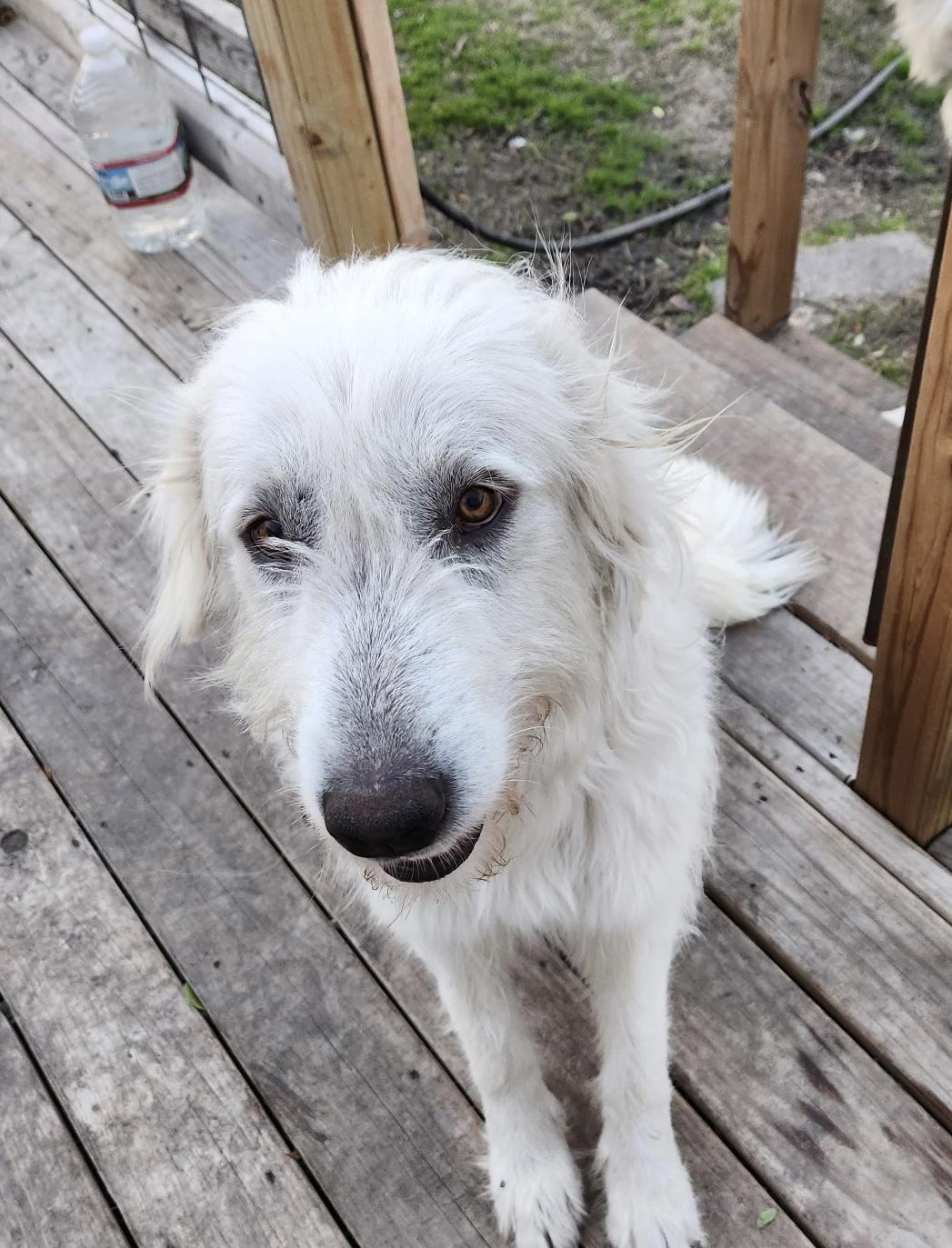 Enlarge Meadow DFW, a Adoptable mixed breed in Quinlan, TX image 4/6