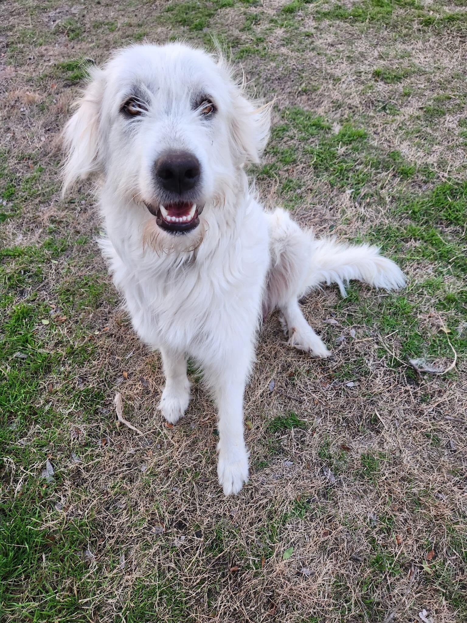 Enlarge Meadow DFW, a Adoptable mixed breed in Quinlan, TX image 6/6
