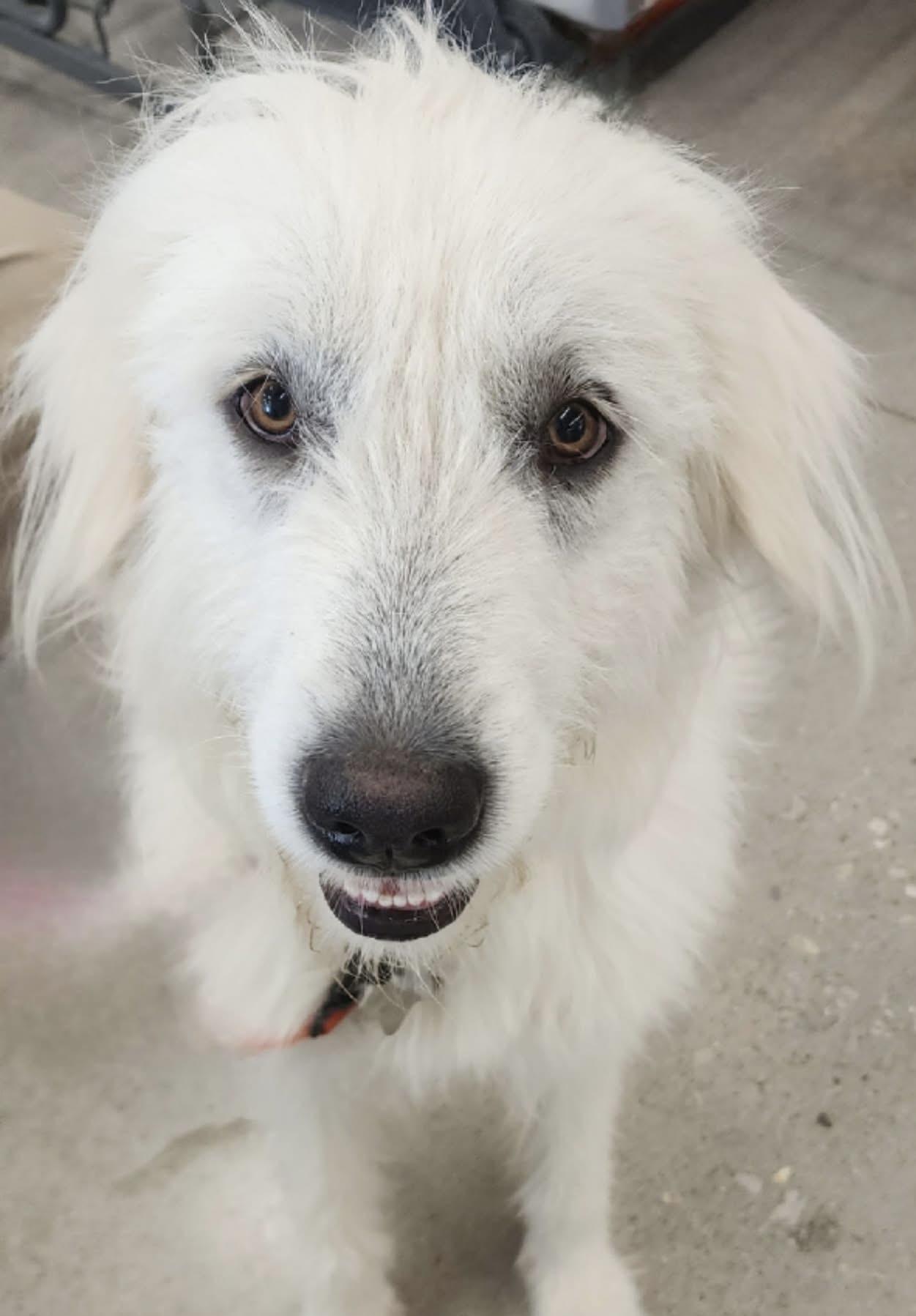 Meadow DFW, a Adoptable mixed breed in Quinlan, TX image 6/6