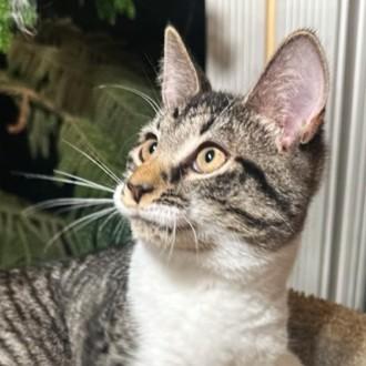 Magnificent Mikey! thumbnail 5