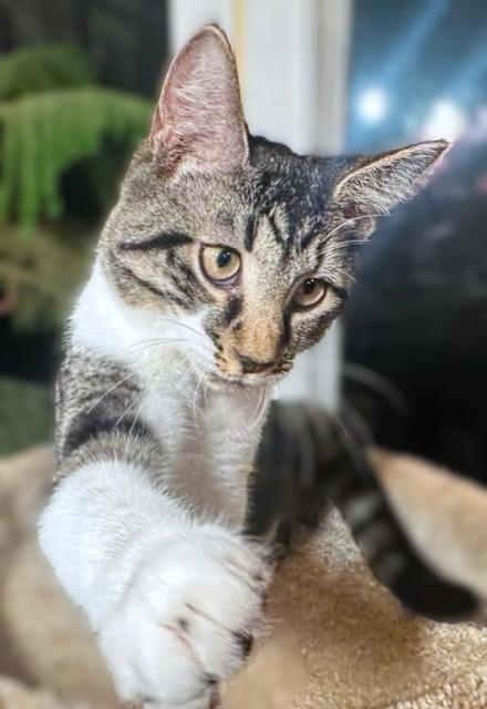 Magnificent Mikey! thumbnail 6