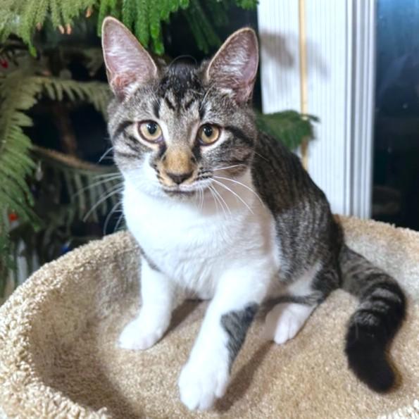 Magnificent Mikey! thumbnail 3