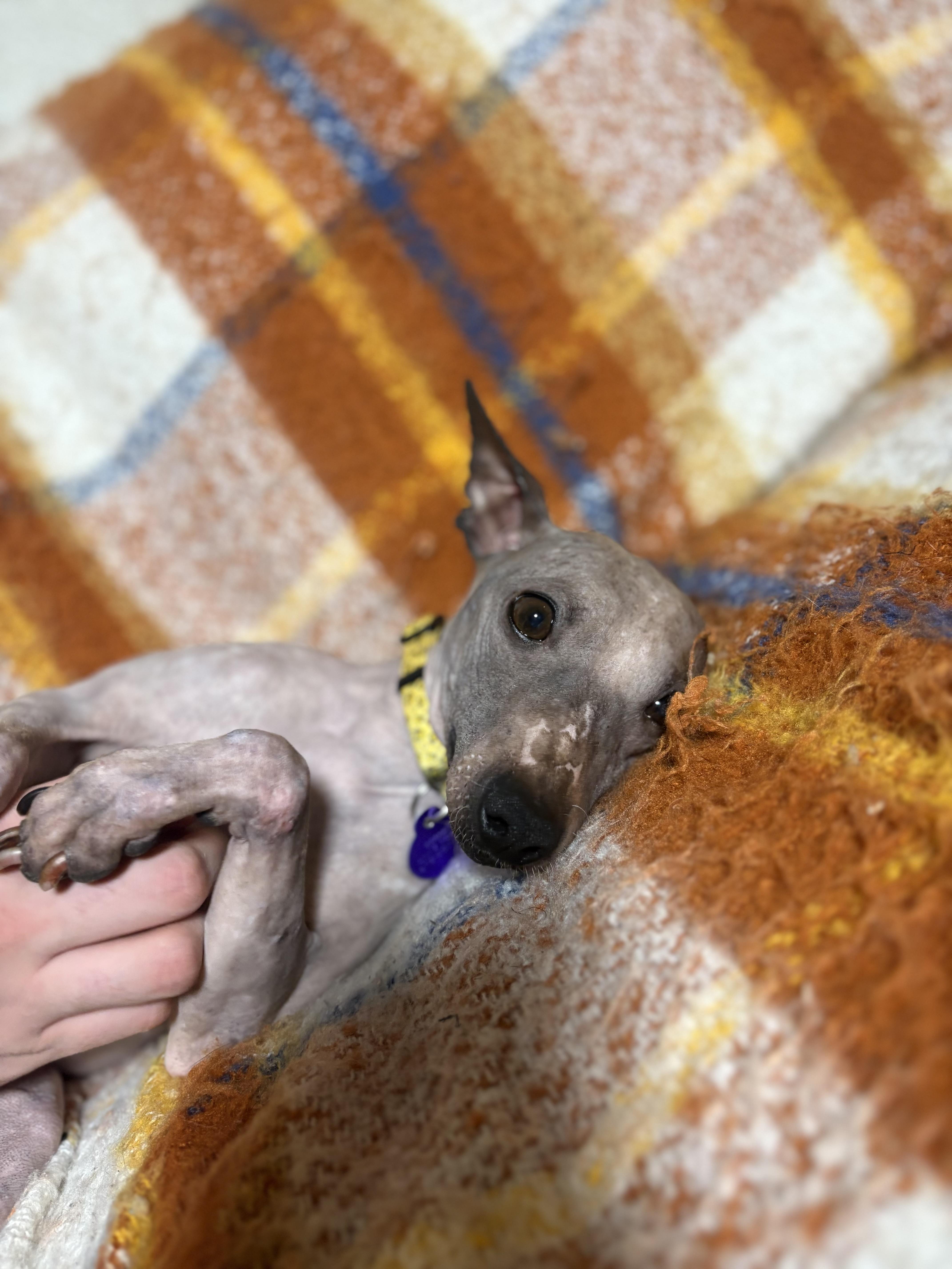 Enlarge Harry, a ADOPTABLE American Hairless Terrier in Atlanta, GA image 5/6