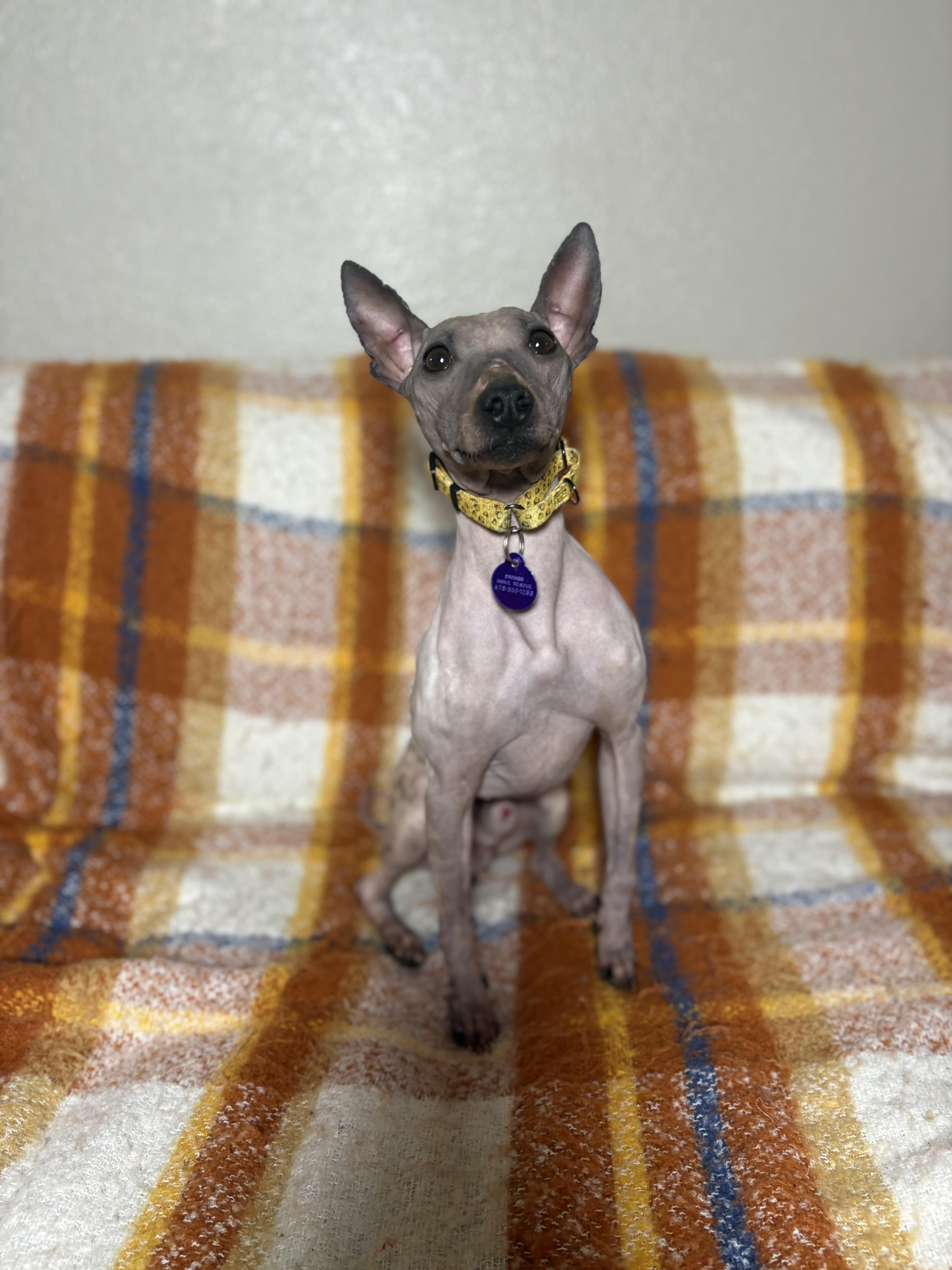 Enlarge Harry, a ADOPTABLE American Hairless Terrier in Atlanta, GA image 4/6