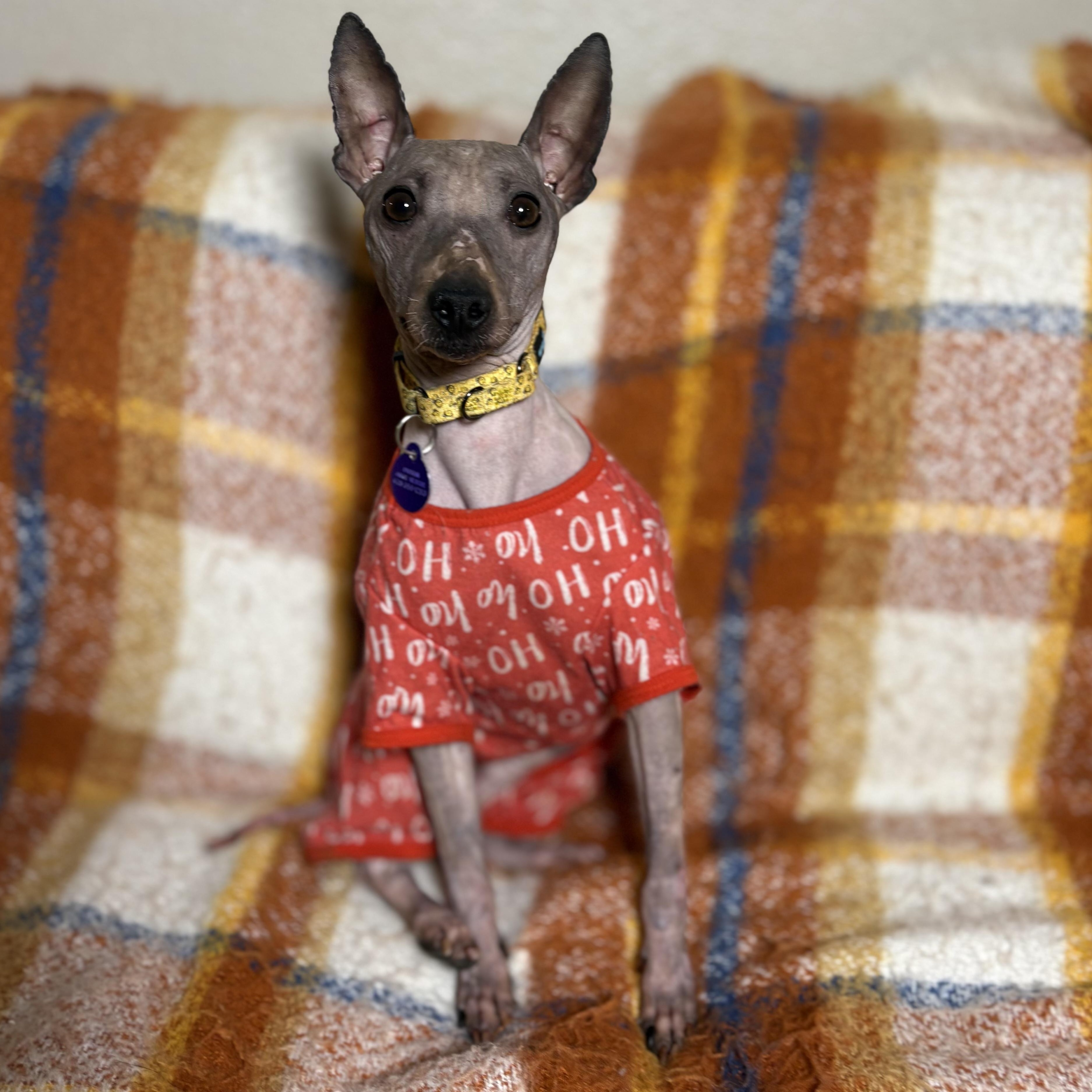 Harry, ADOPTABLE, Adult Male American Hairless Terrier.