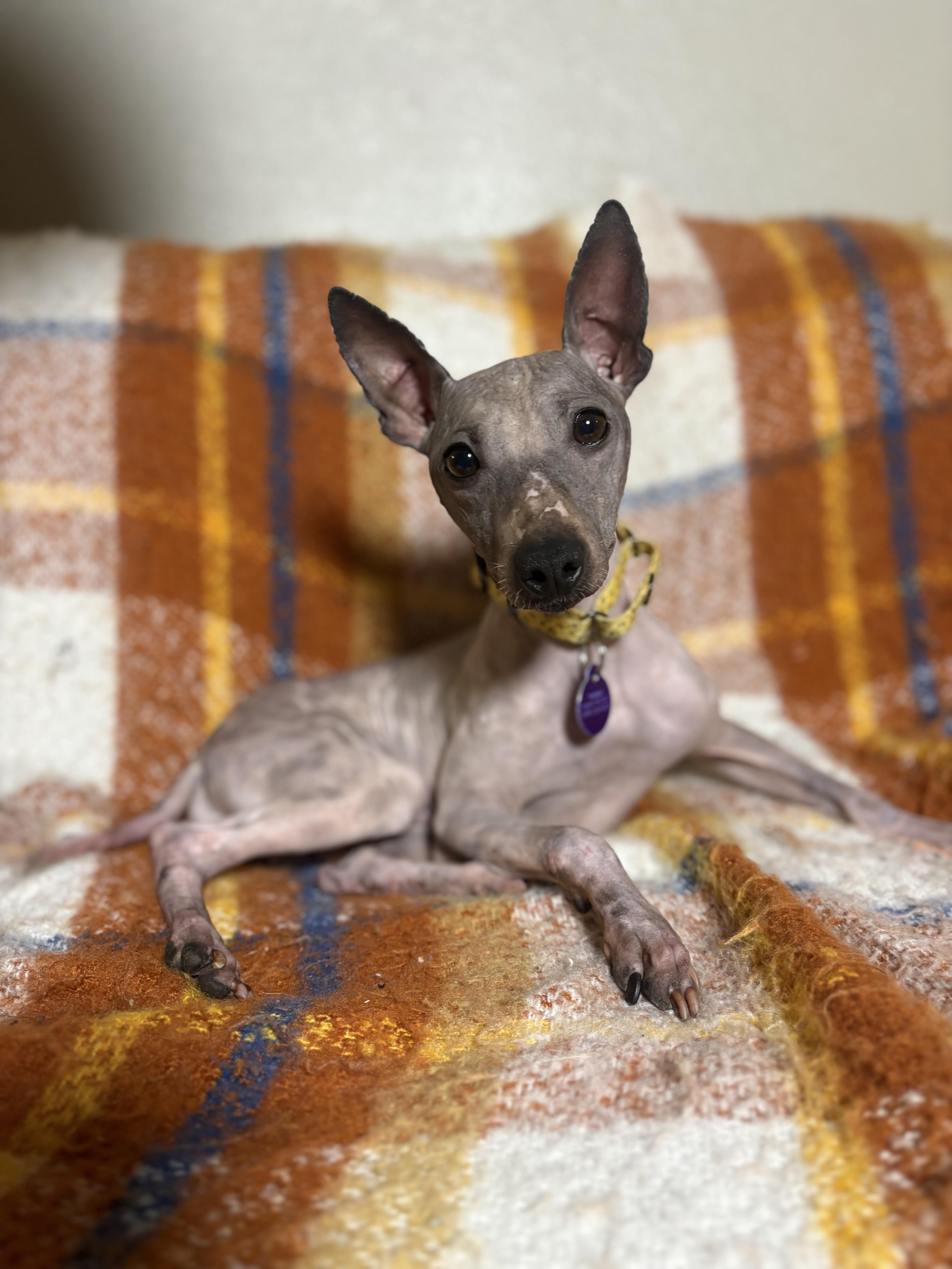 Enlarge Harry, a ADOPTABLE American Hairless Terrier in Atlanta, GA image 6/6