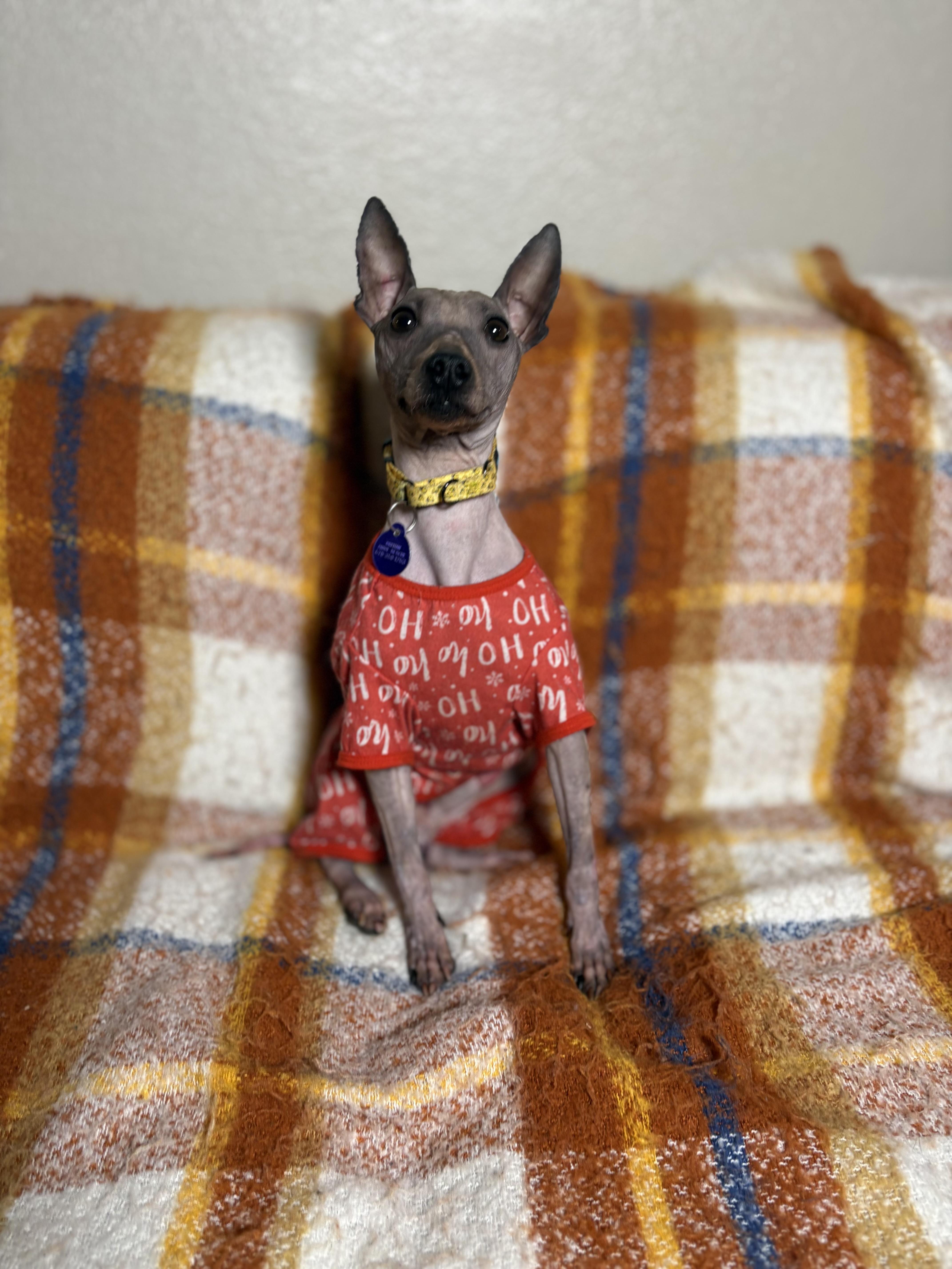 Enlarge Harry, a ADOPTABLE American Hairless Terrier in Atlanta, GA image 2/6