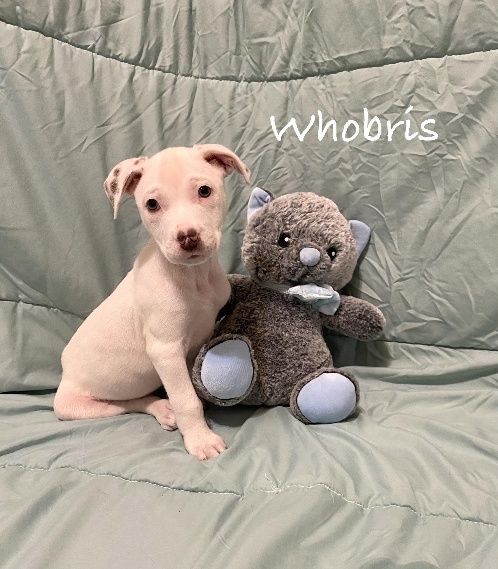 Enlarge Whobris, a ADOPTABLE mixed breed in Hatfield, PA image 2/3