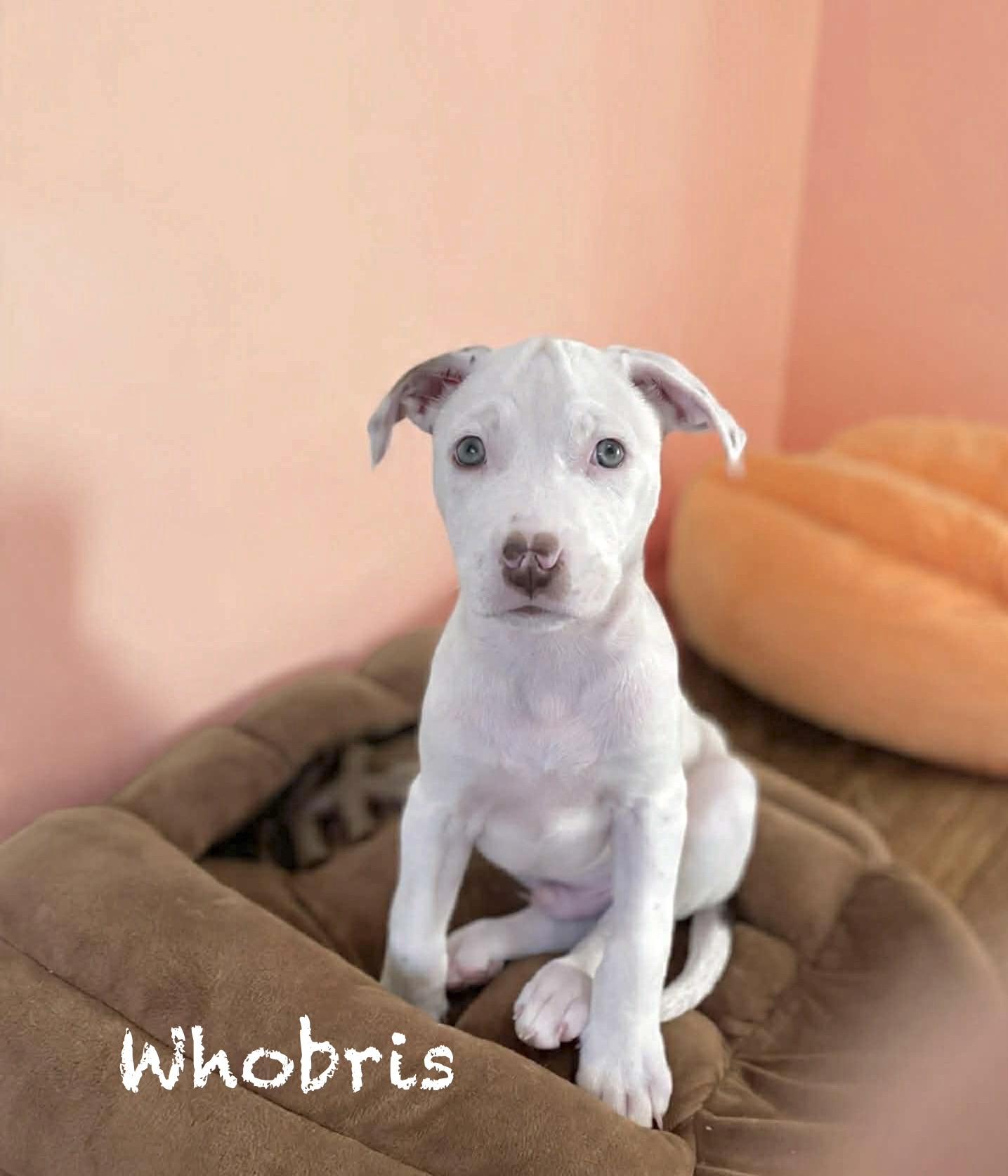 Whobris, ADOPTABLE, Puppy Male Terrier.