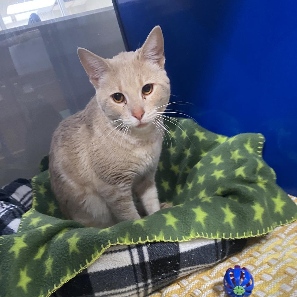 Enlarge Bebe, a Adoptable Domestic Short Hair in West Point, MS image 1/1