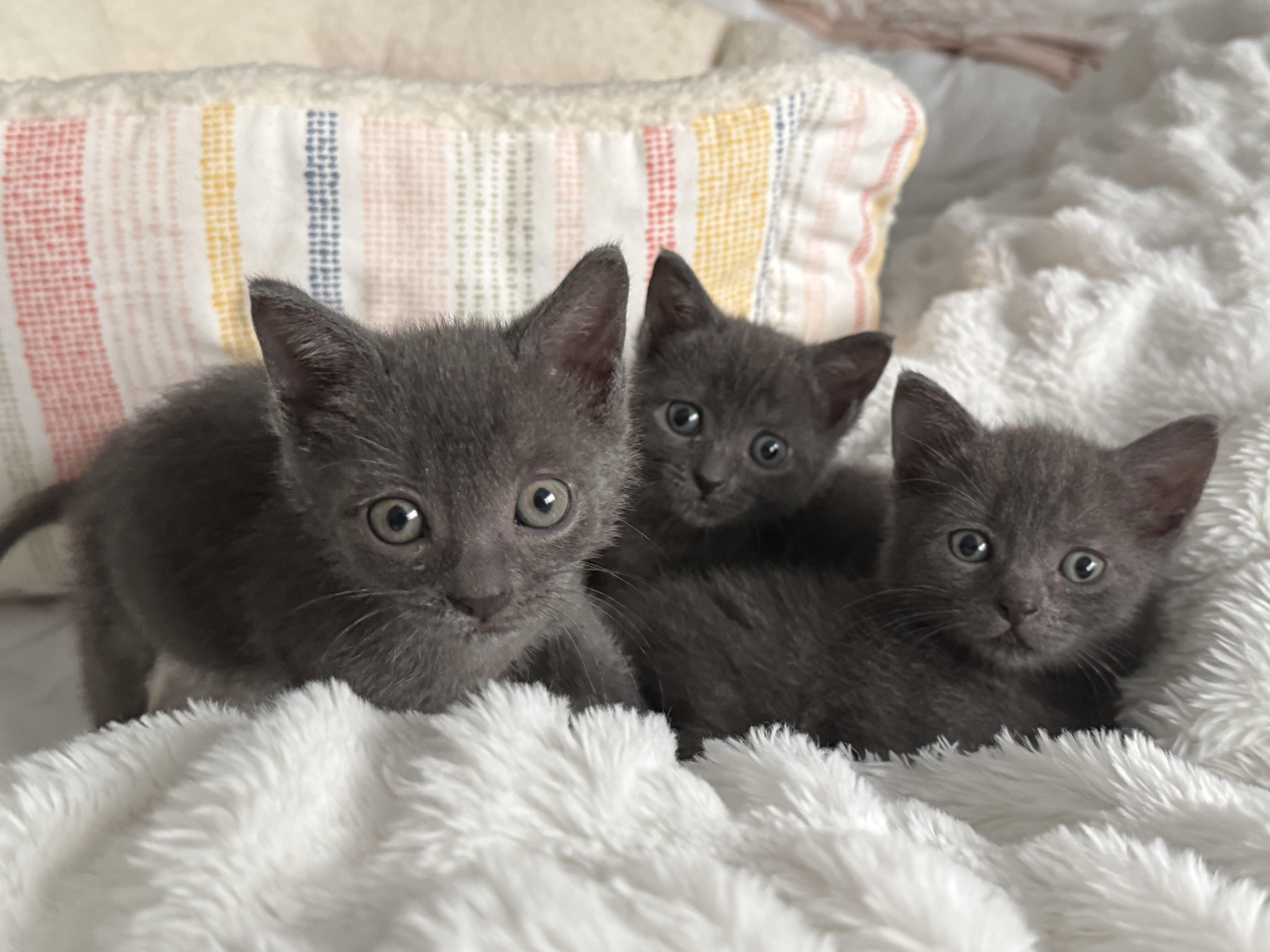Lana, Adoptable, Kitten Female Russian Blue & Domestic Short Hair.