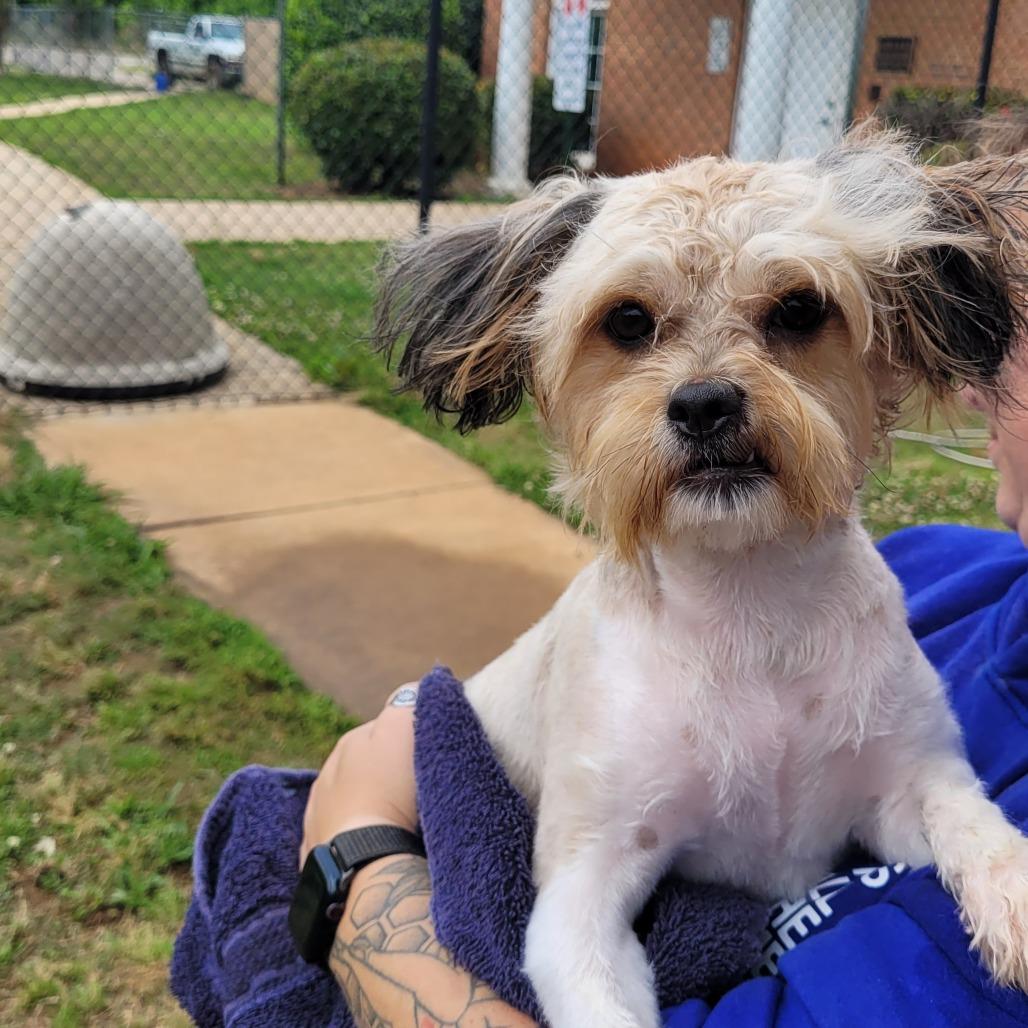Enlarge Sandy, a Adoptable Maltese in LaGrange, GA image 1/3
