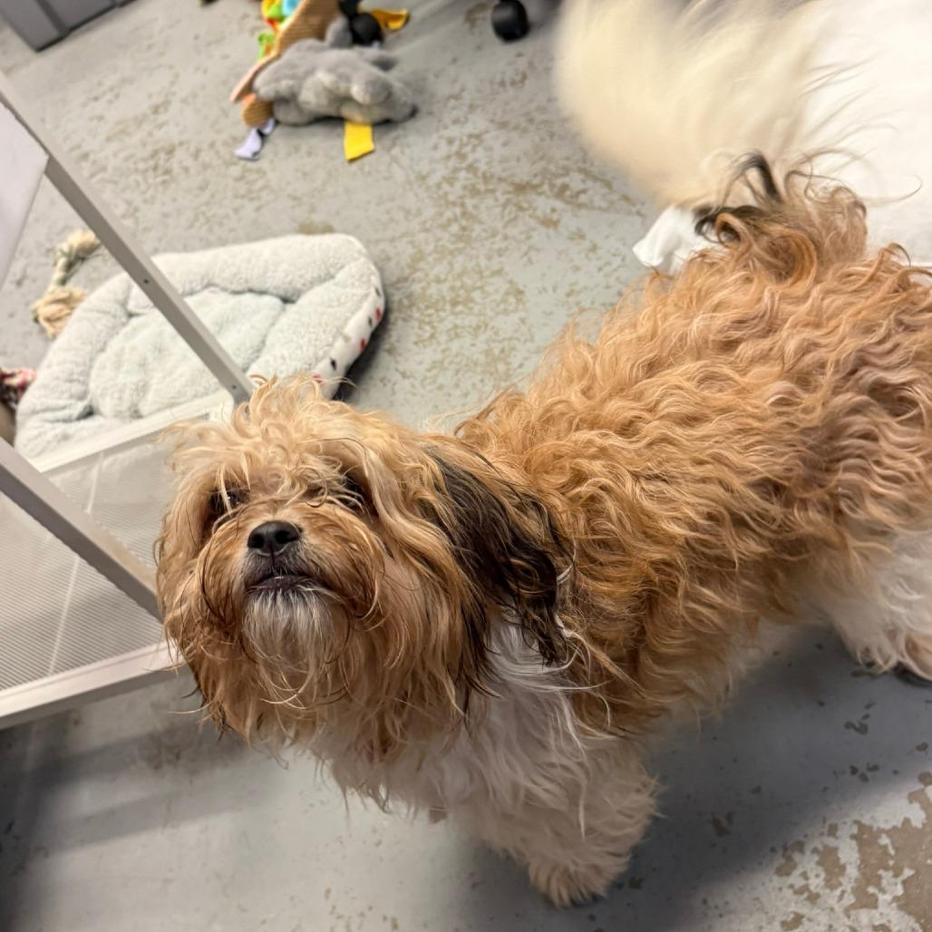 Enlarge Sandy, a Adoptable Maltese in LaGrange, GA image 2/3