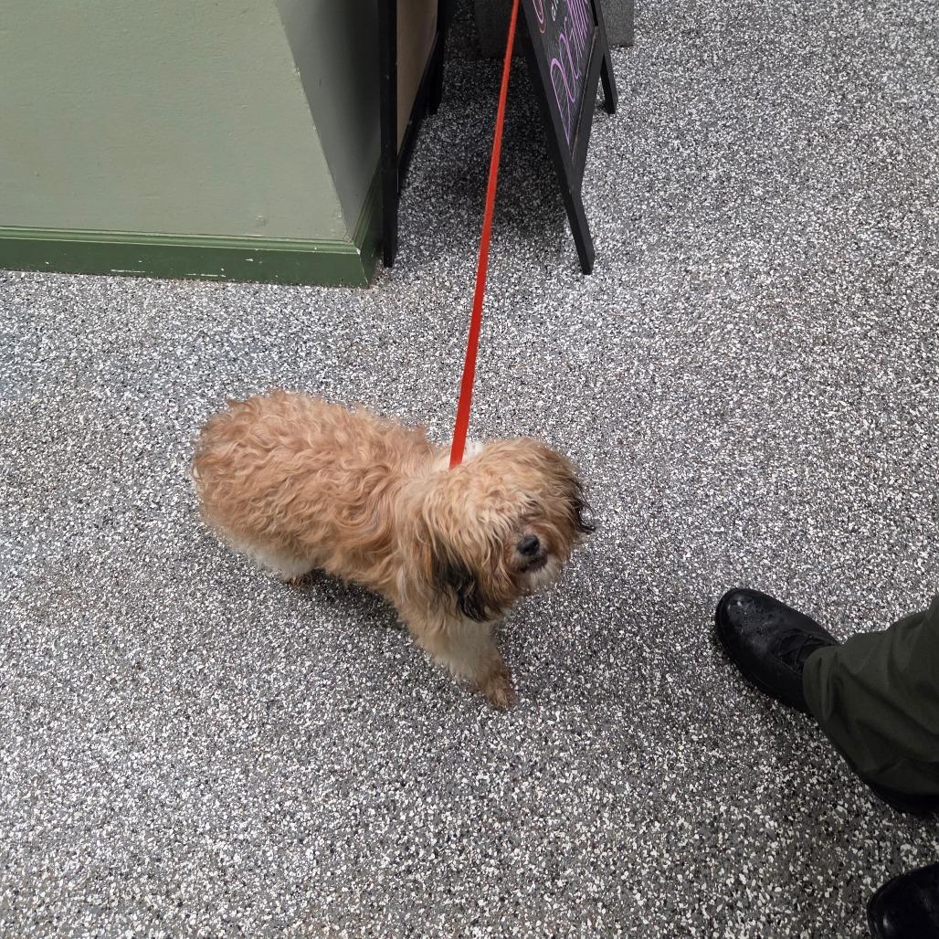 Enlarge Sandy, a Adoptable Maltese in LaGrange, GA image 3/3