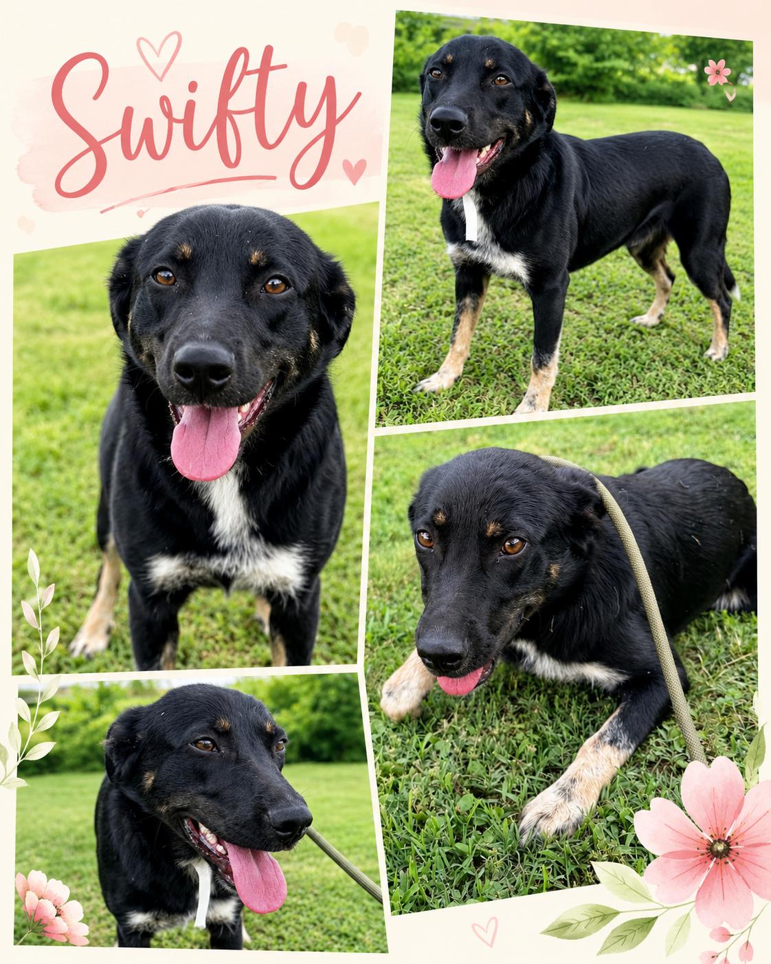 Swifty (foster to adopt), a ADOPTABLE mixed breed in White Lake, MI image 1/2