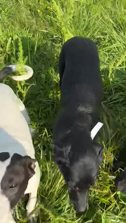 Enlarge Swifty (foster to adopt), a ADOPTABLE mixed breed in White Lake, MI video 2/2