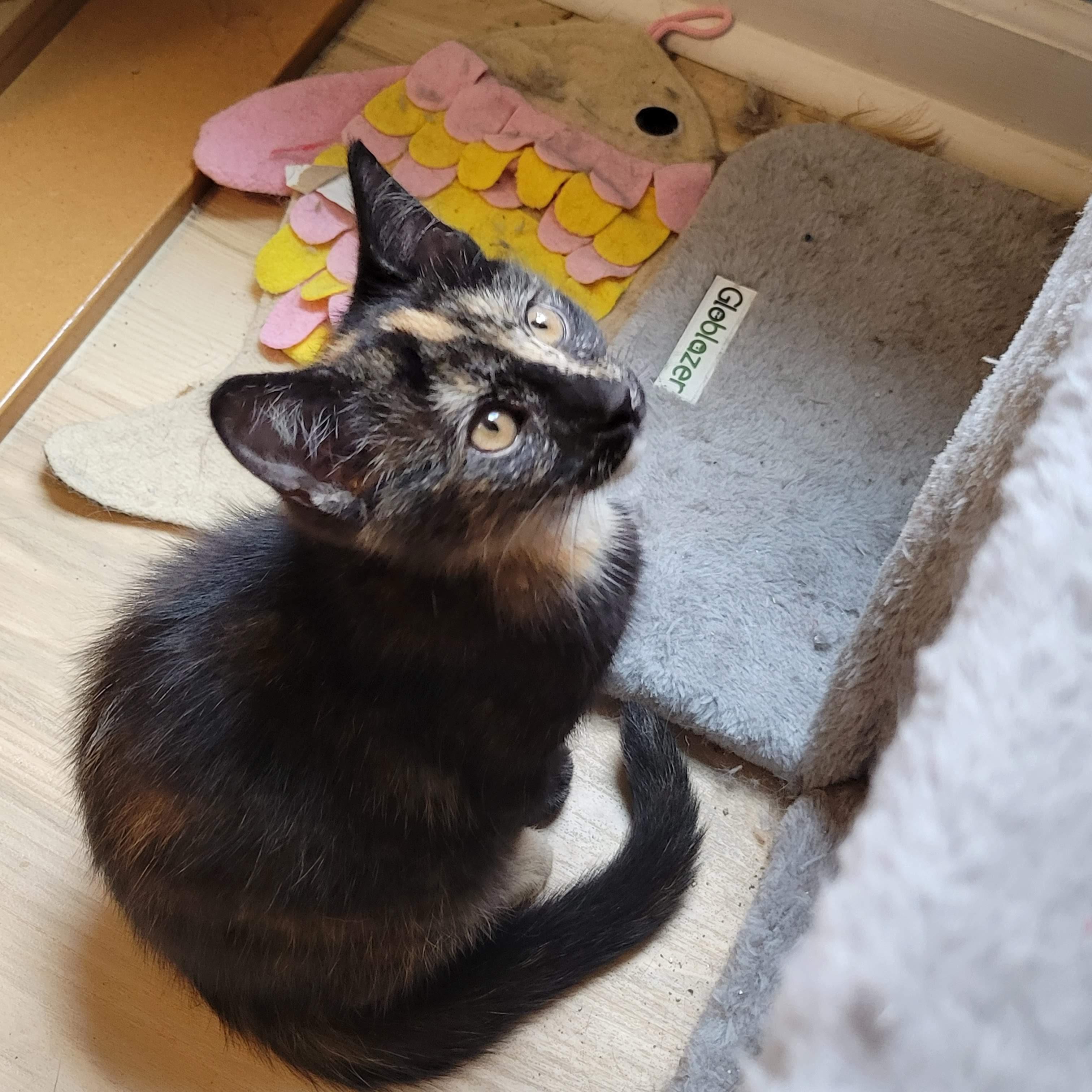 NovaLee, an adopted mixed breed in Sanford, NC image 2/2