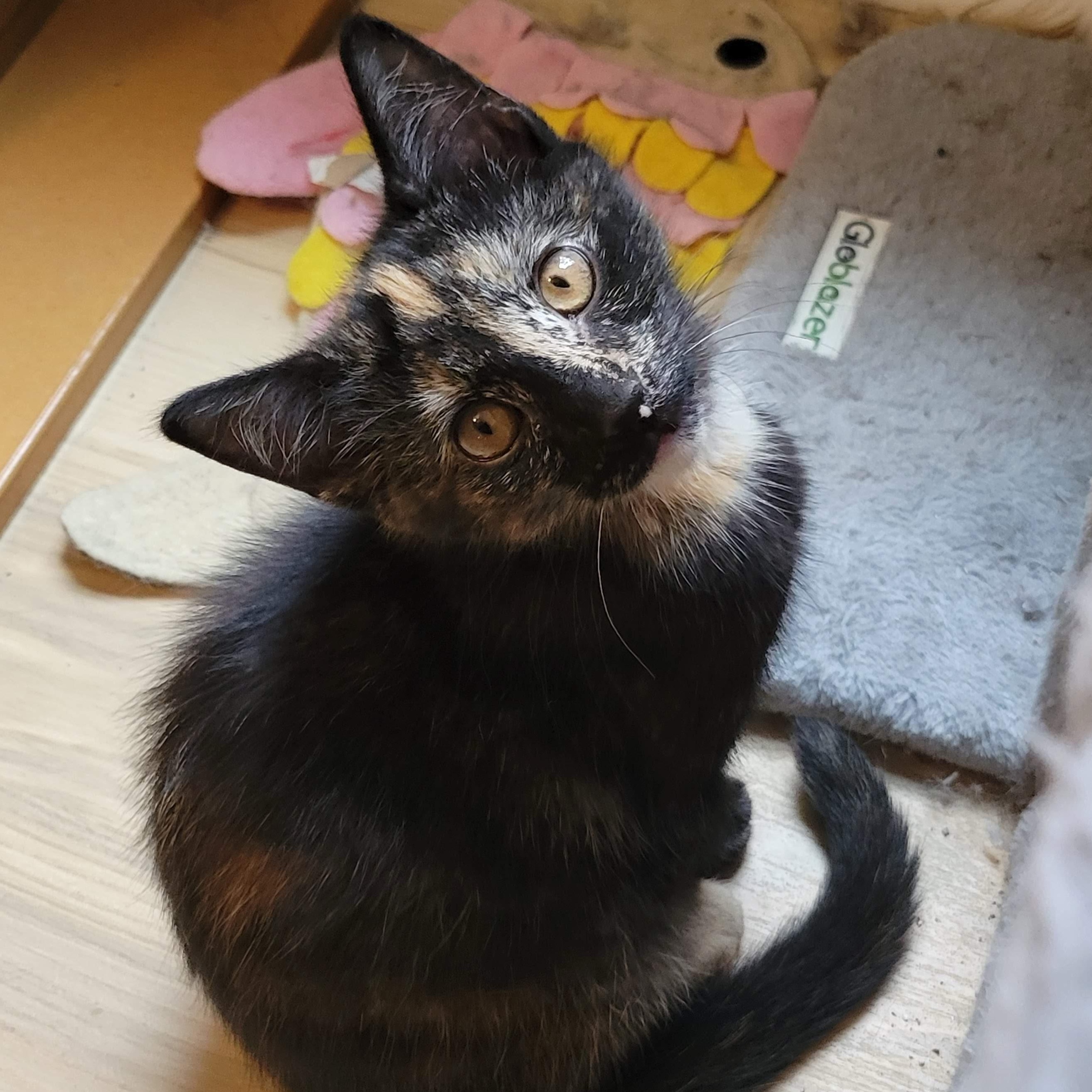 NovaLee, adopted, Kitten Female Tortoiseshell & Domestic Short Hair.
