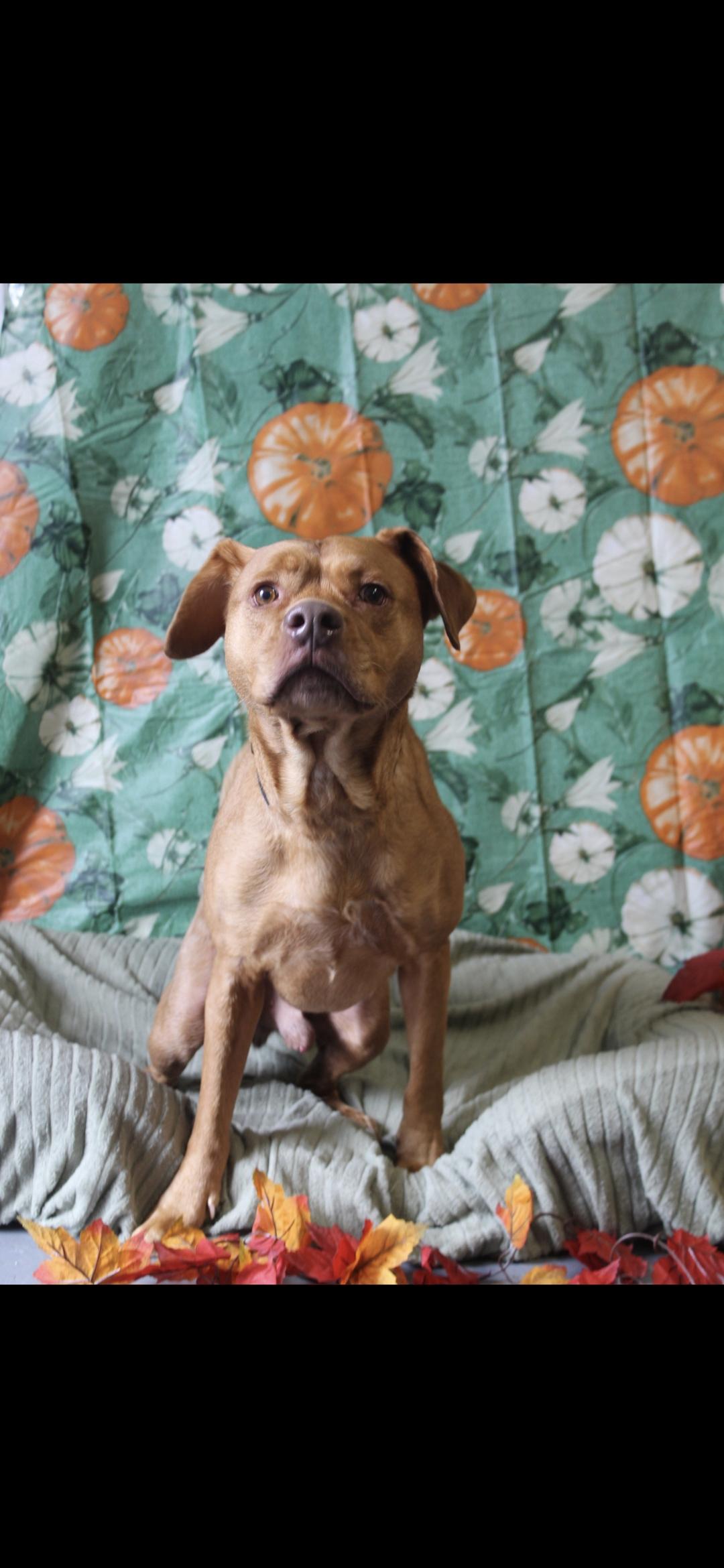 Enlarge Red, a Adoptable mixed breed in Berea, KY image 1/1
