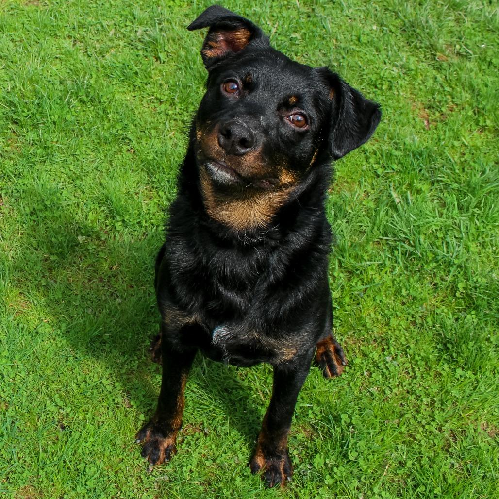 Romeo 32, Adoptable, Young Male Rottweiler & Australian Shepherd.